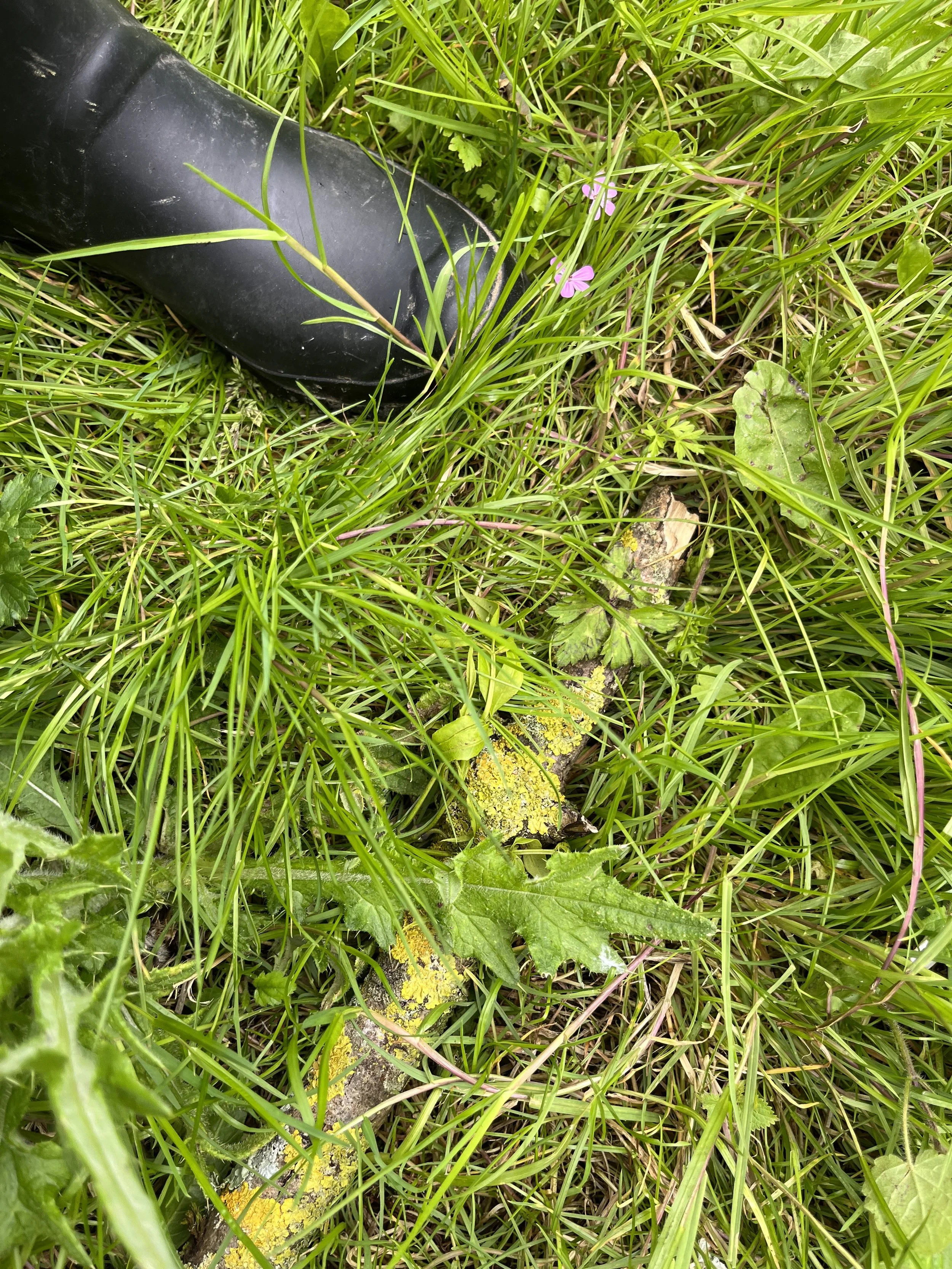 IMG_0852.jpeg