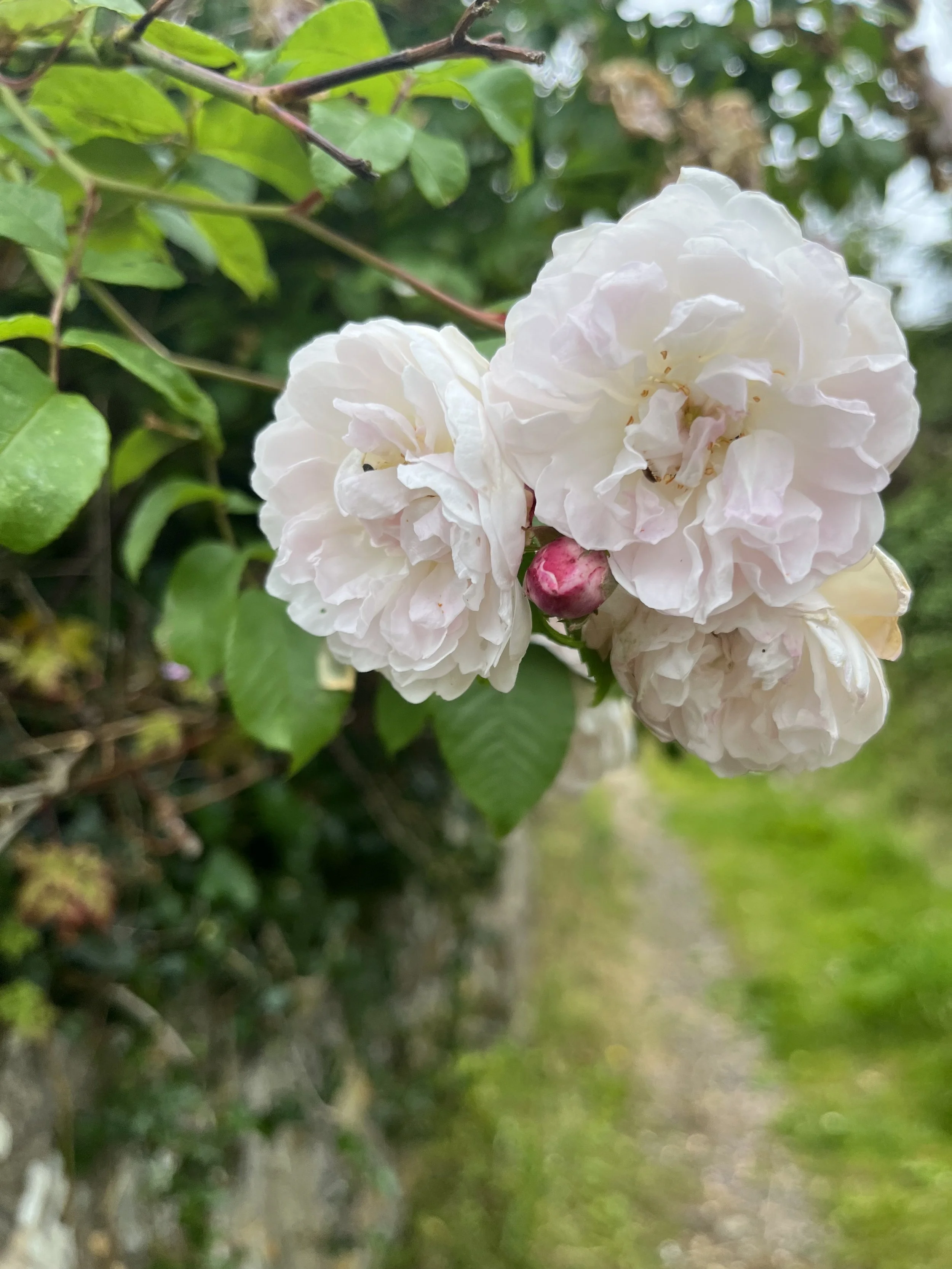 IMG_0947.jpeg