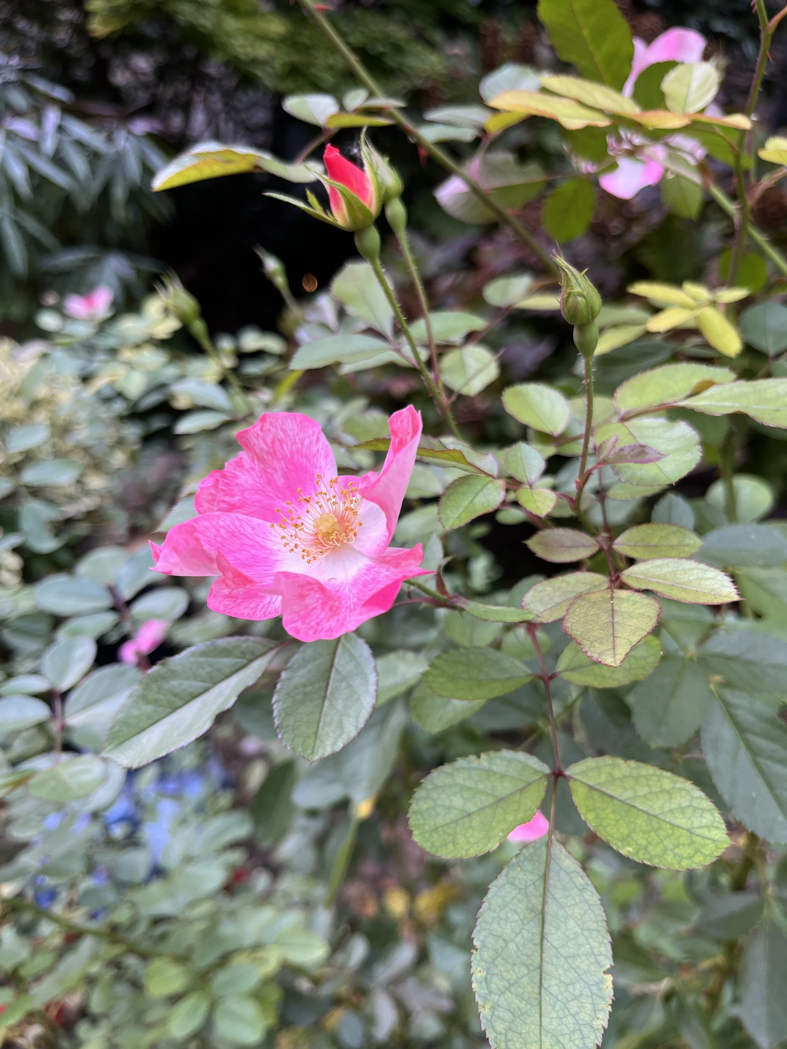 IMG_3723.jpeg