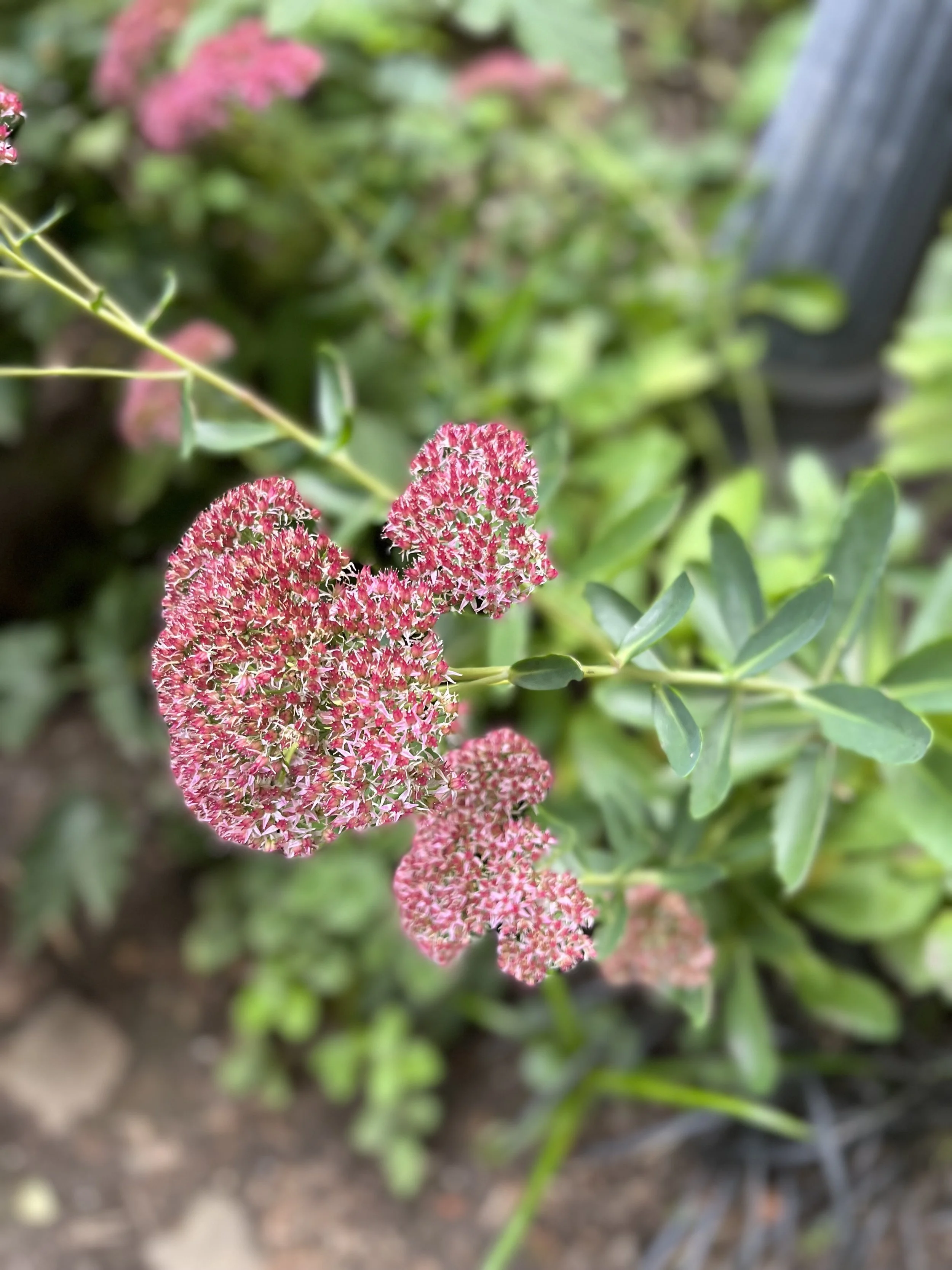 IMG_3695.jpeg