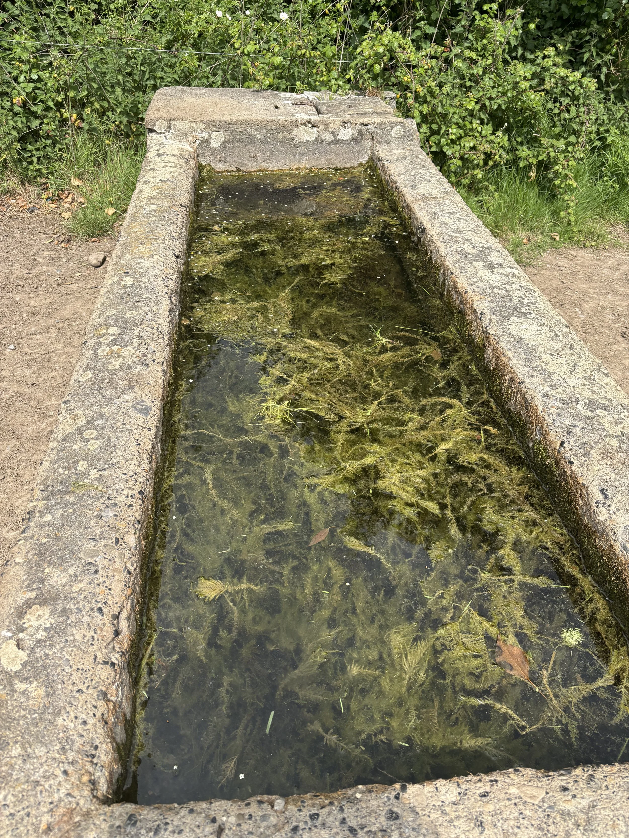 IMG_4781.jpeg