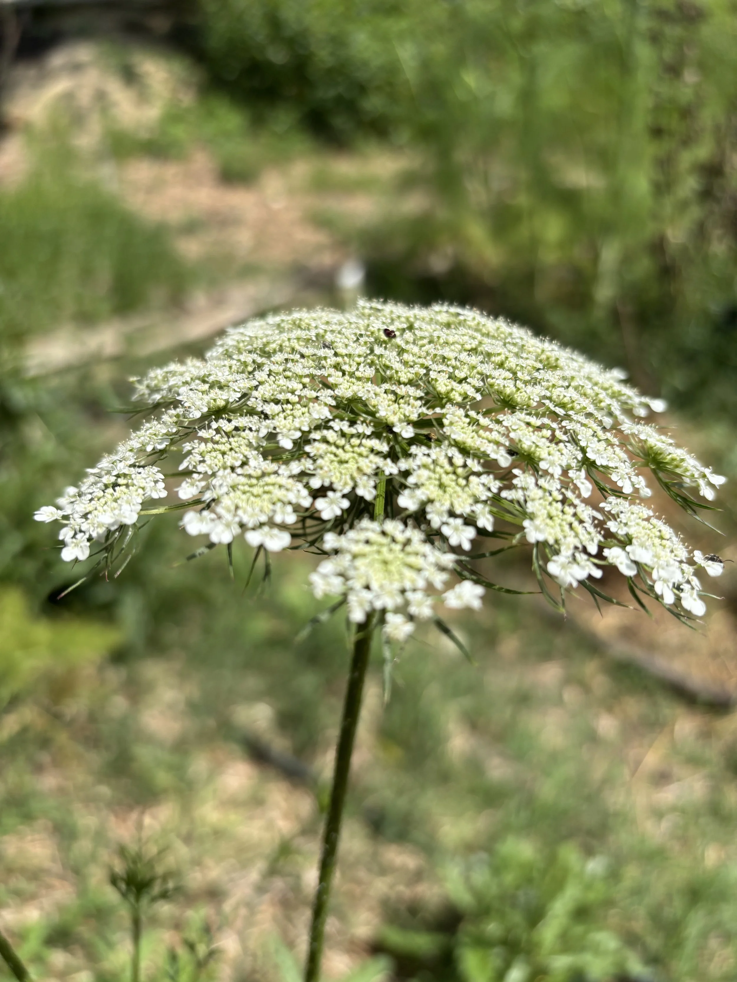 IMG_4847.jpeg