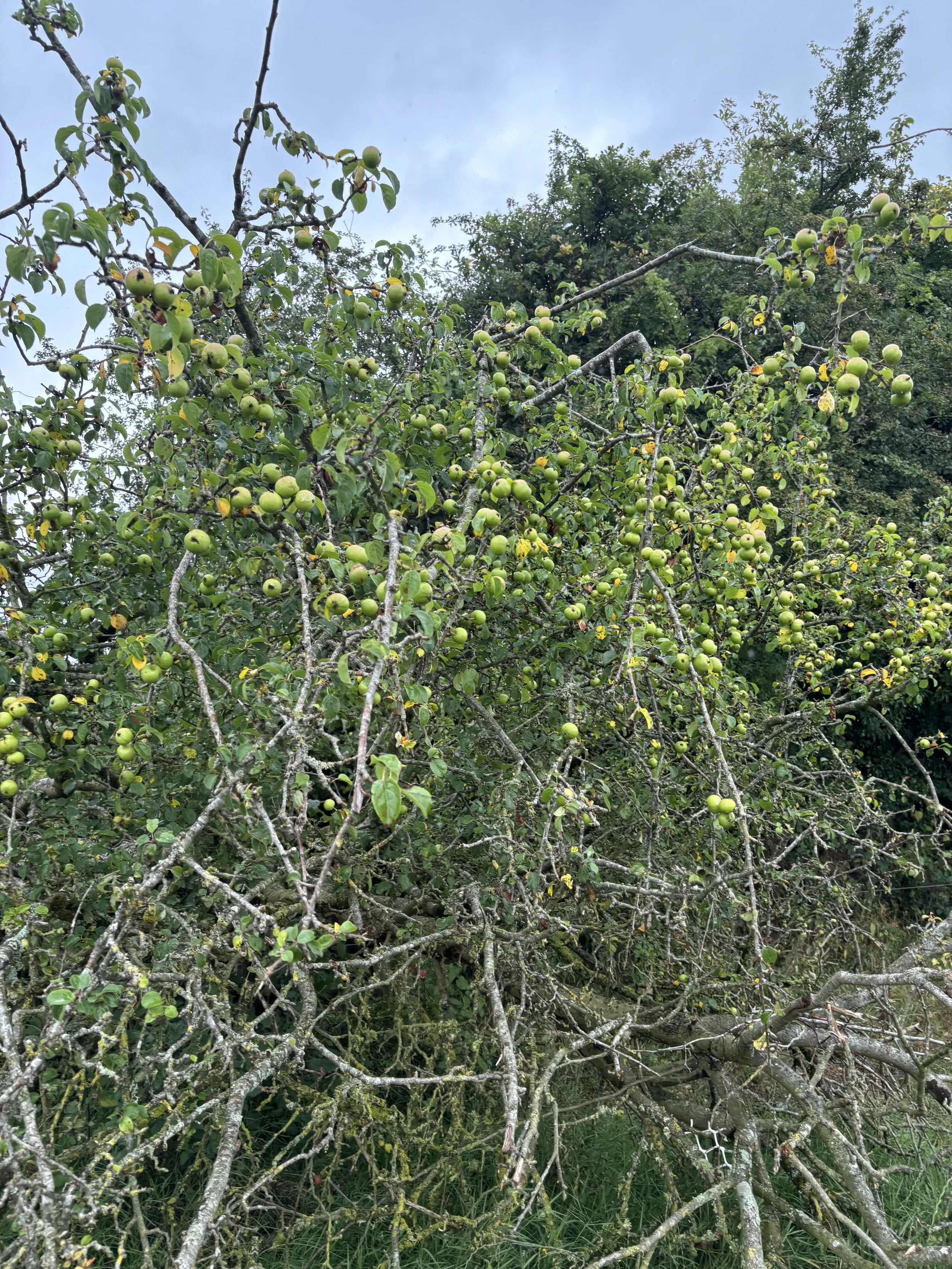 IMG_6783.jpeg