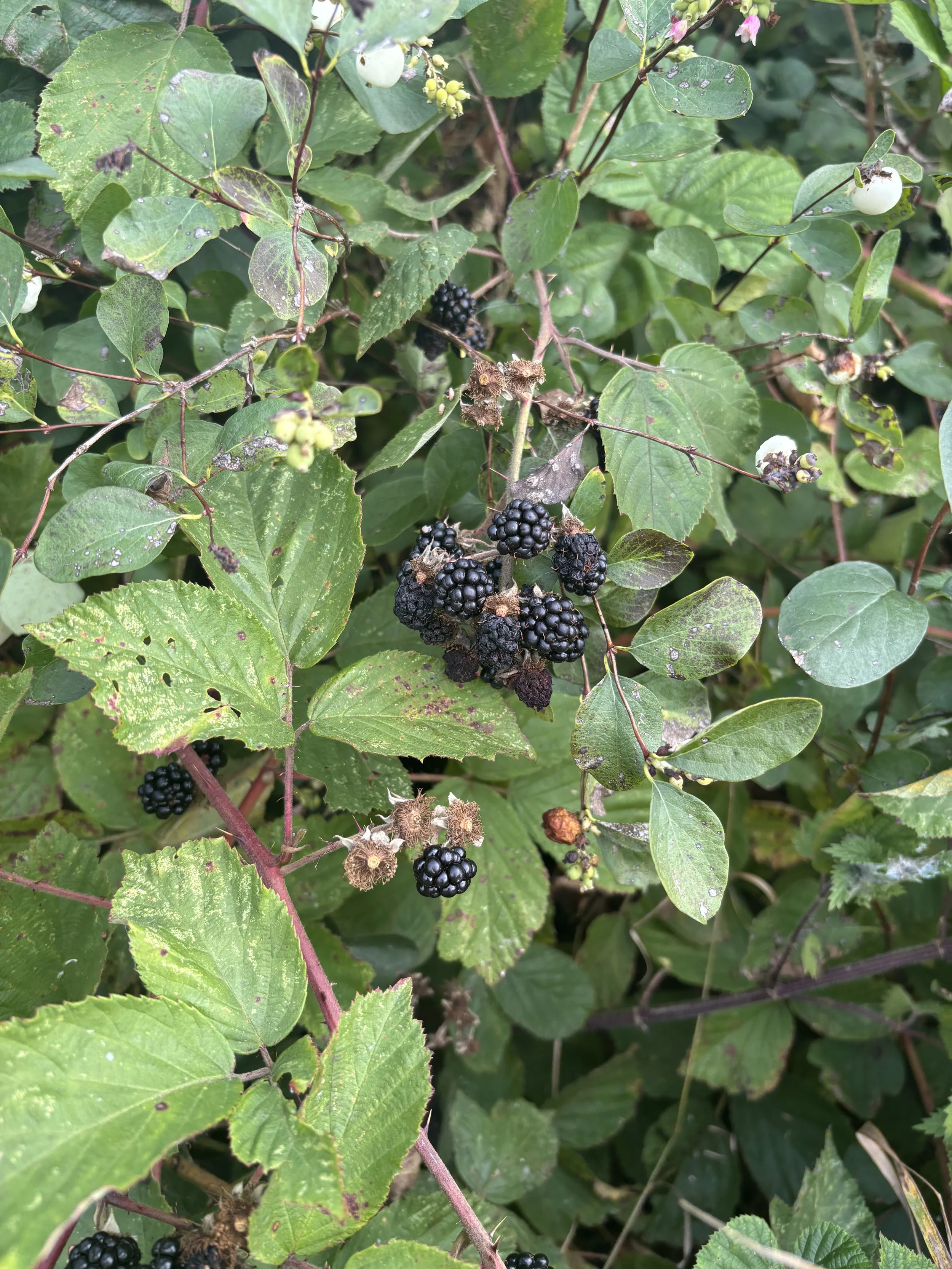 IMG_7577.jpeg