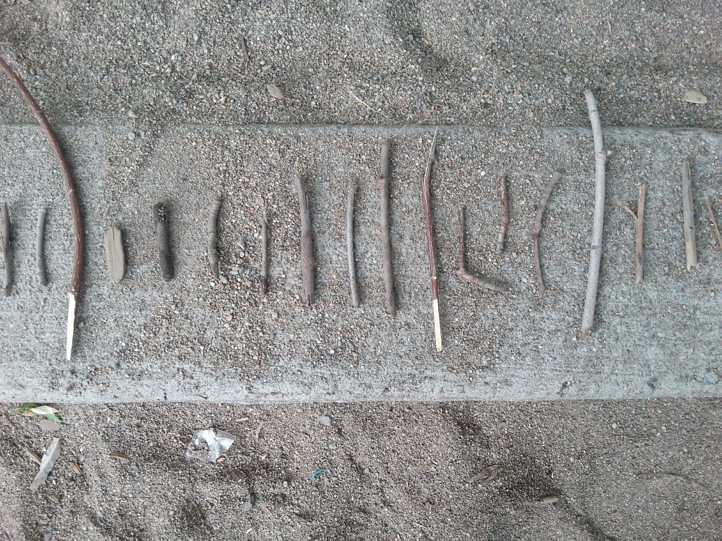 Bones for a Thousand Trees