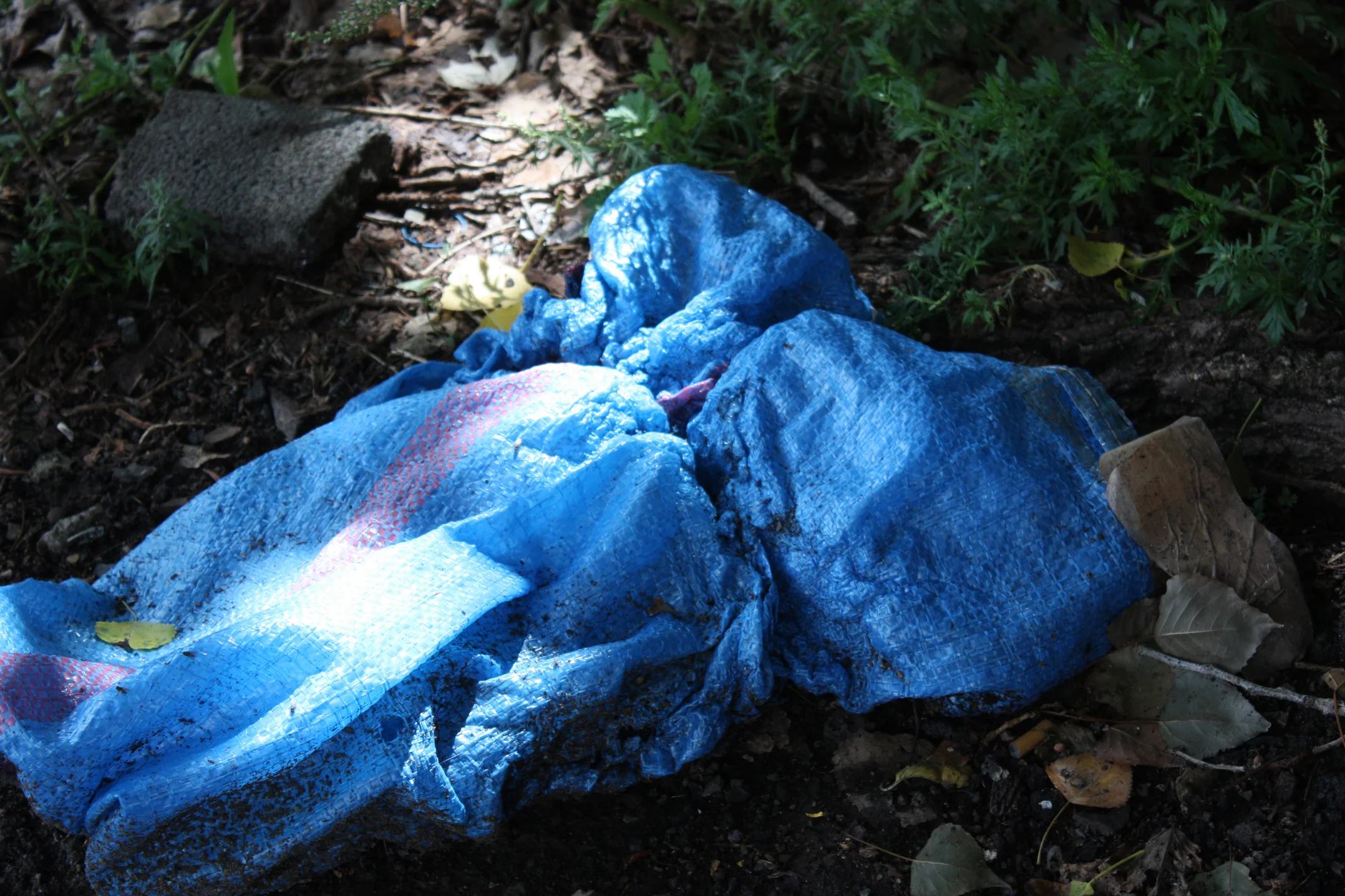 blue tarp by poplars_websized.jpg