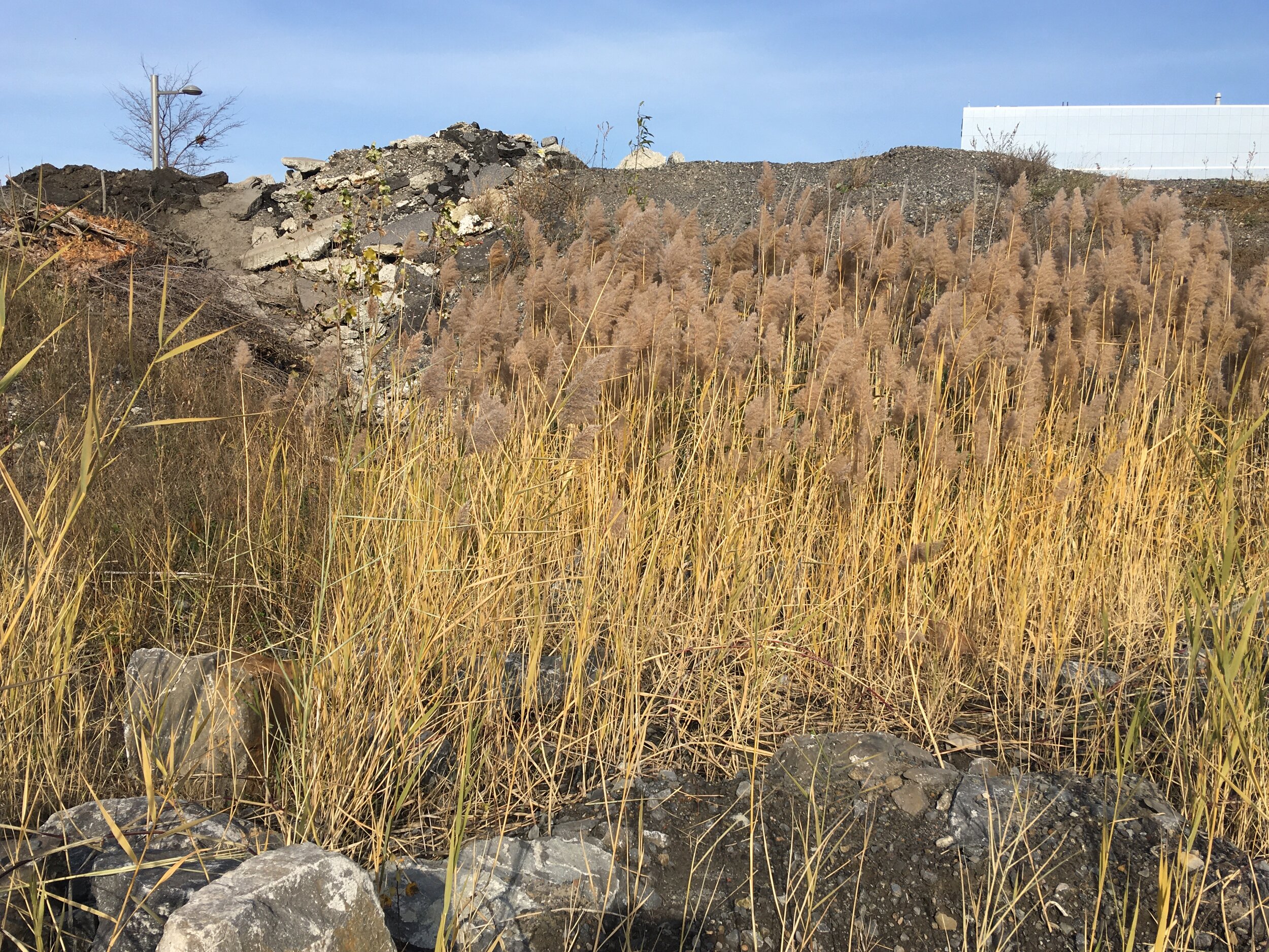  Digital photographs, video and in-situ ritual and song. 2022 #LandBack 