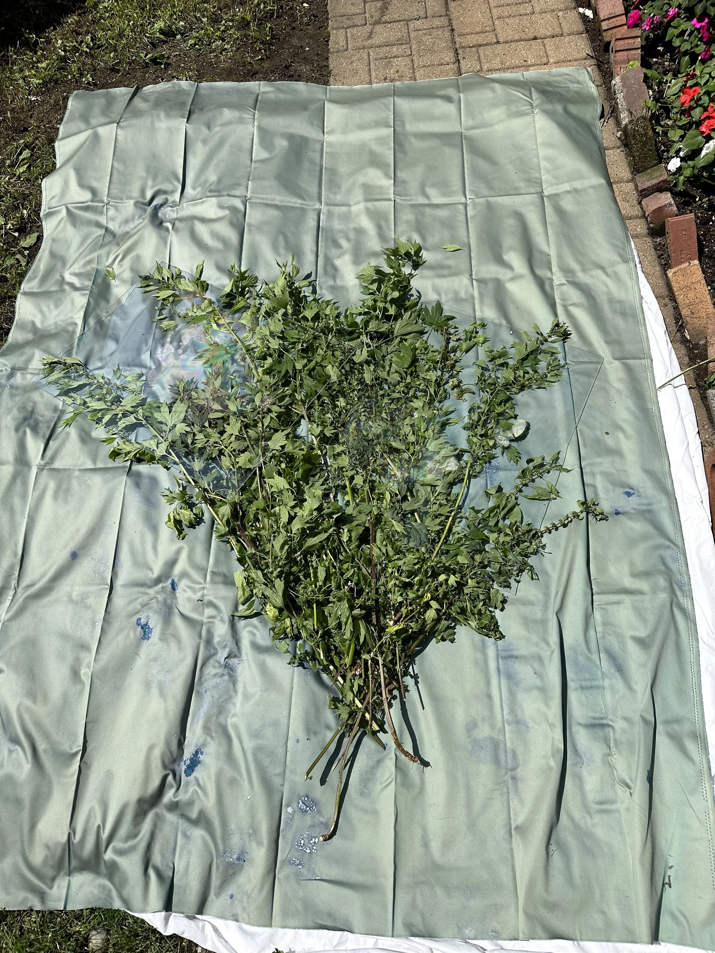 Motherwort Banner in progress