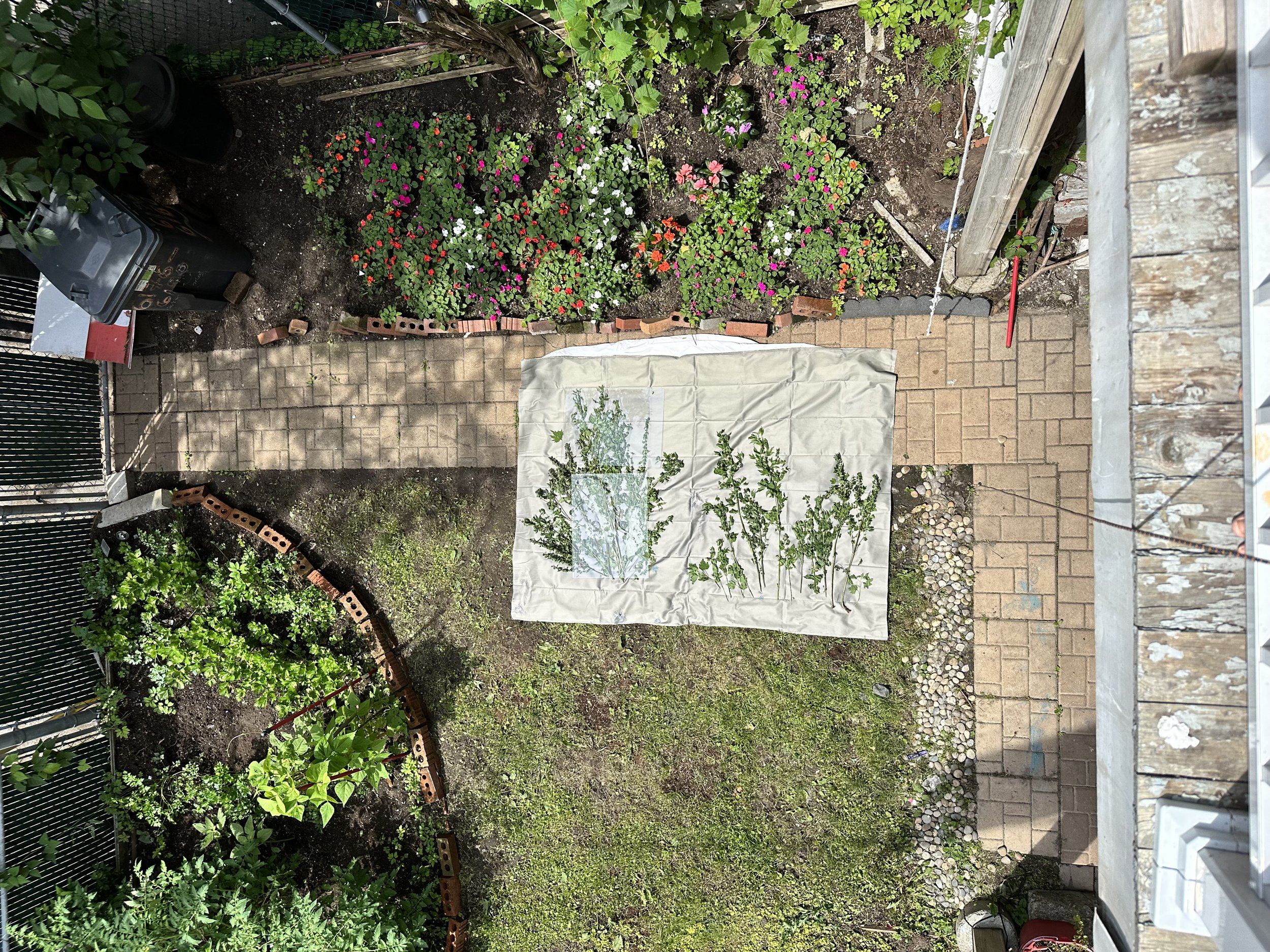 Rebirth: In-process image of cyanotype textile and motherwort