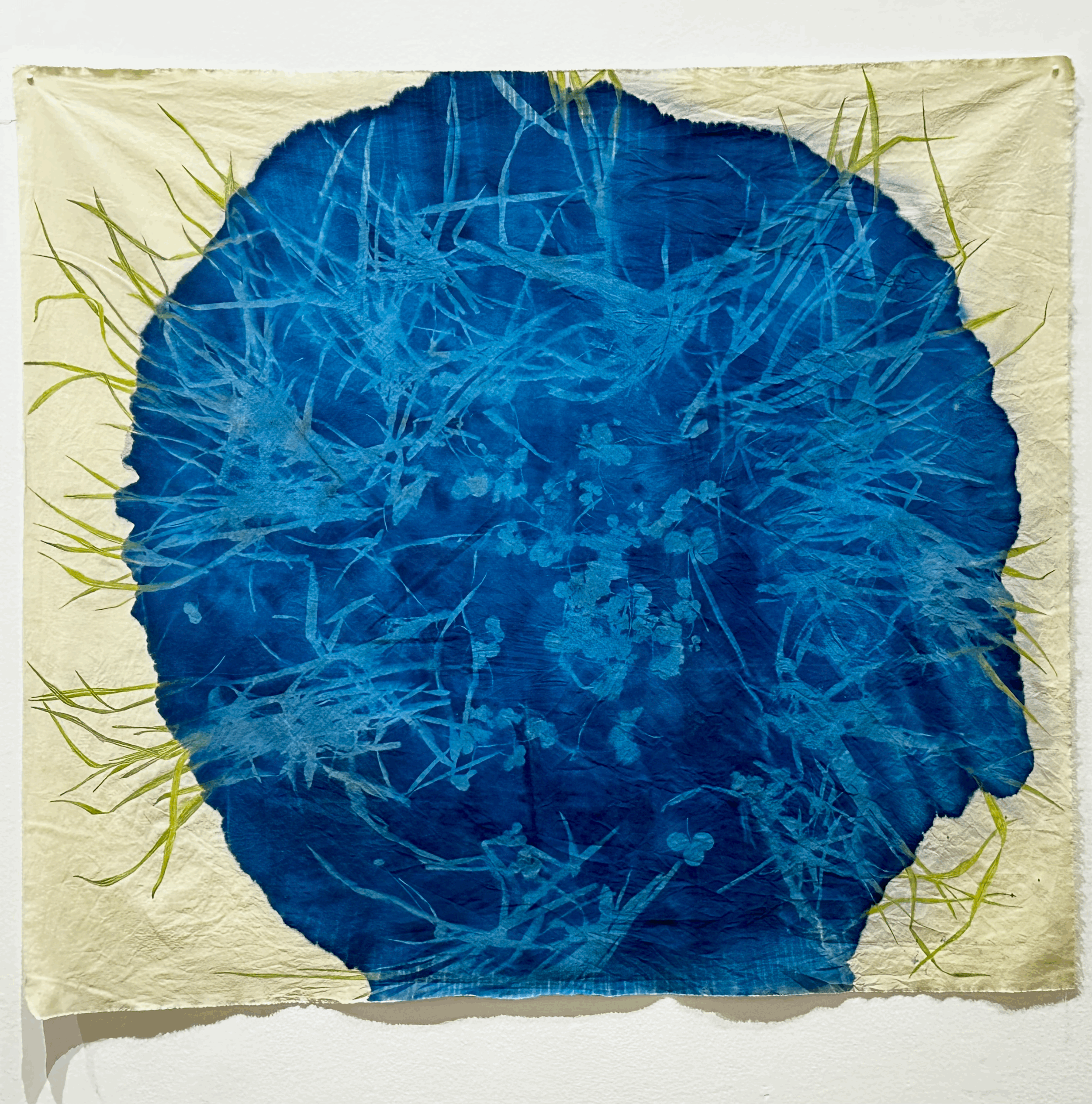 Quackgrass and Clover, Cyanotope and watercolour on cotton, 70.0 x 70.0 cm, 2026