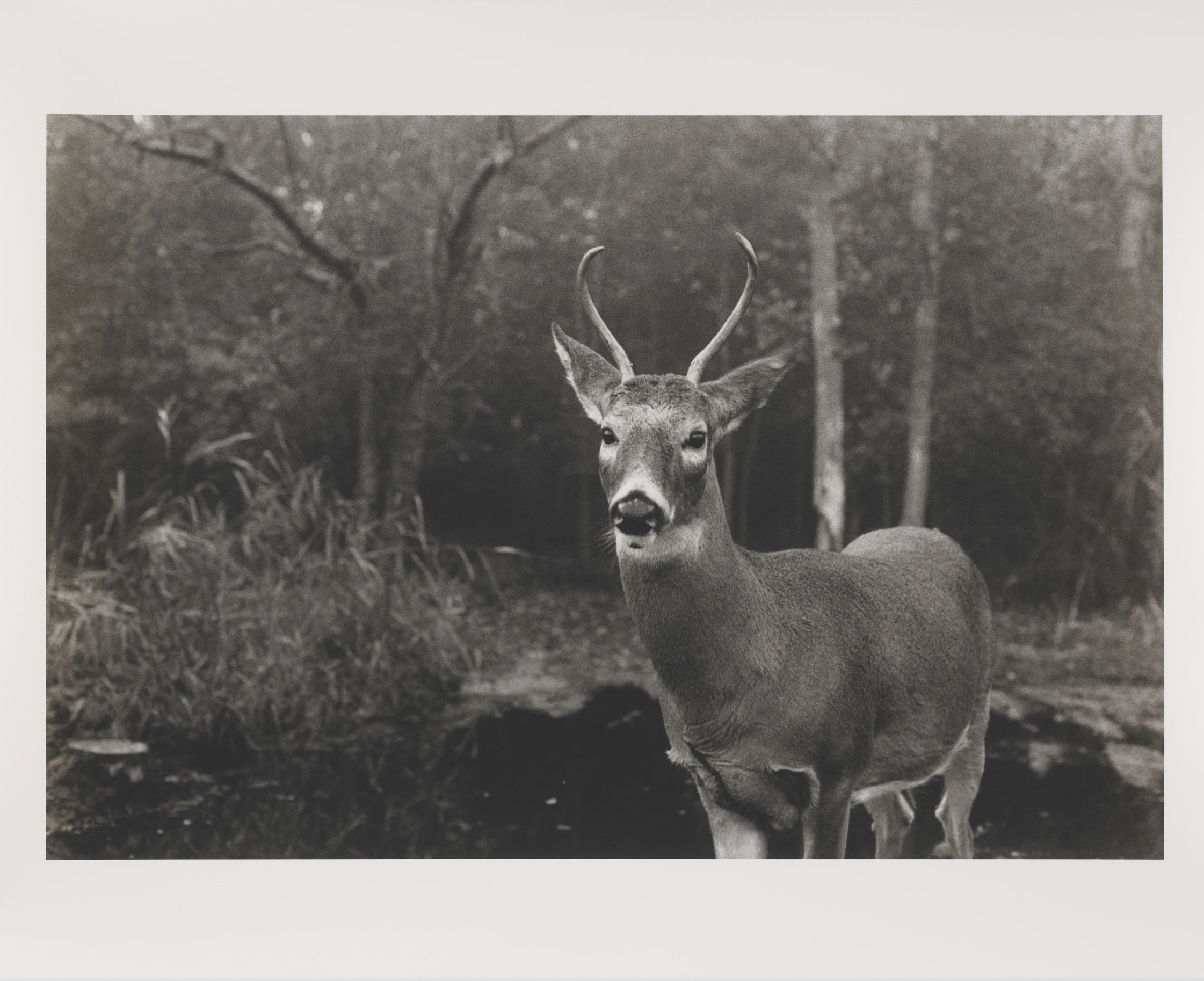 Silver Buck (Fire Island), 2010, silver gelatin print, 20 x 24 inches
