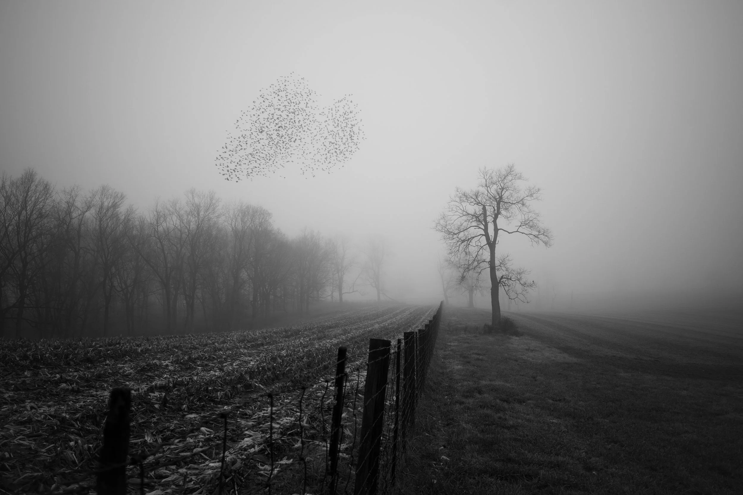 Case Mahan, Untitled, 2024, silver gelatin print, 12 x 18 inches