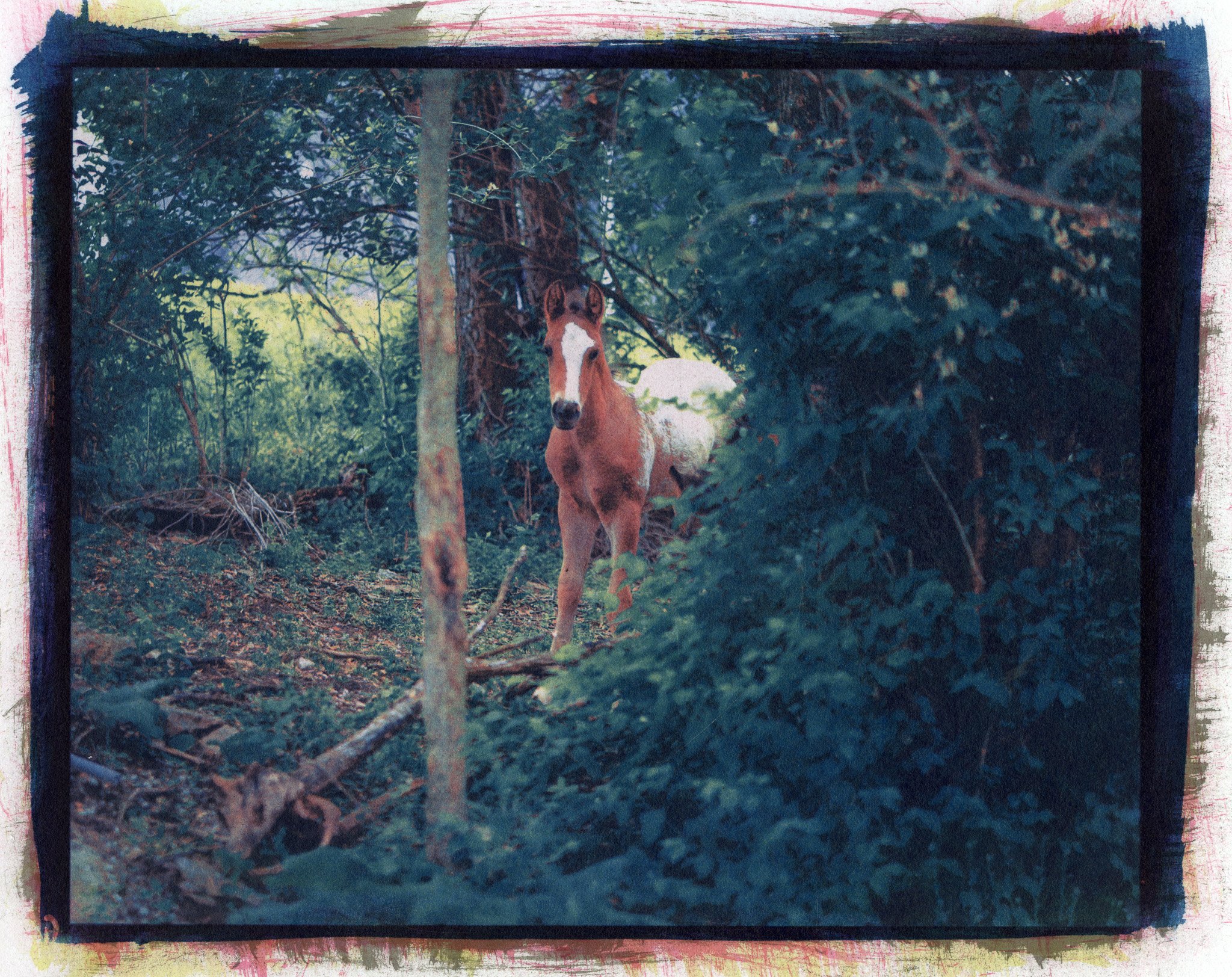 Carey Neal Gough, Apollo, 2025. Gum bichromate print, 14 x 11 inches.