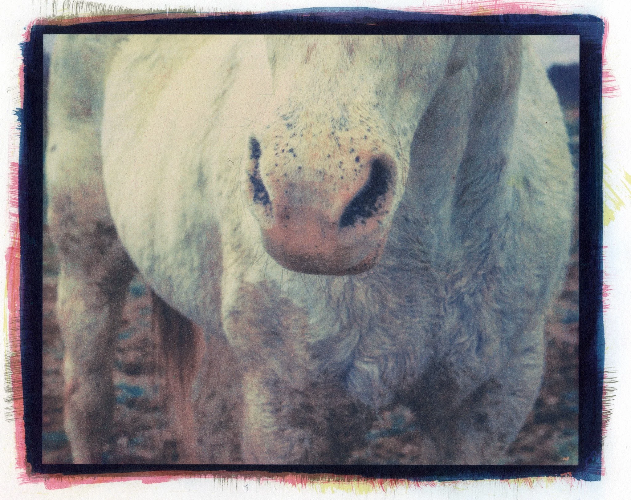 Carey Neal Gough, A Nose, Velvet and Curious, 2025. Gum bichromate print, 14 x 11 inches.