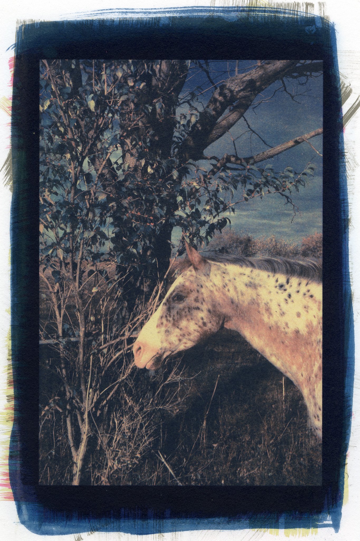 Carey Neal Gough, Sage and the Spindle Tree, 2025. Gum bichromate print, 11 x 14 inches.