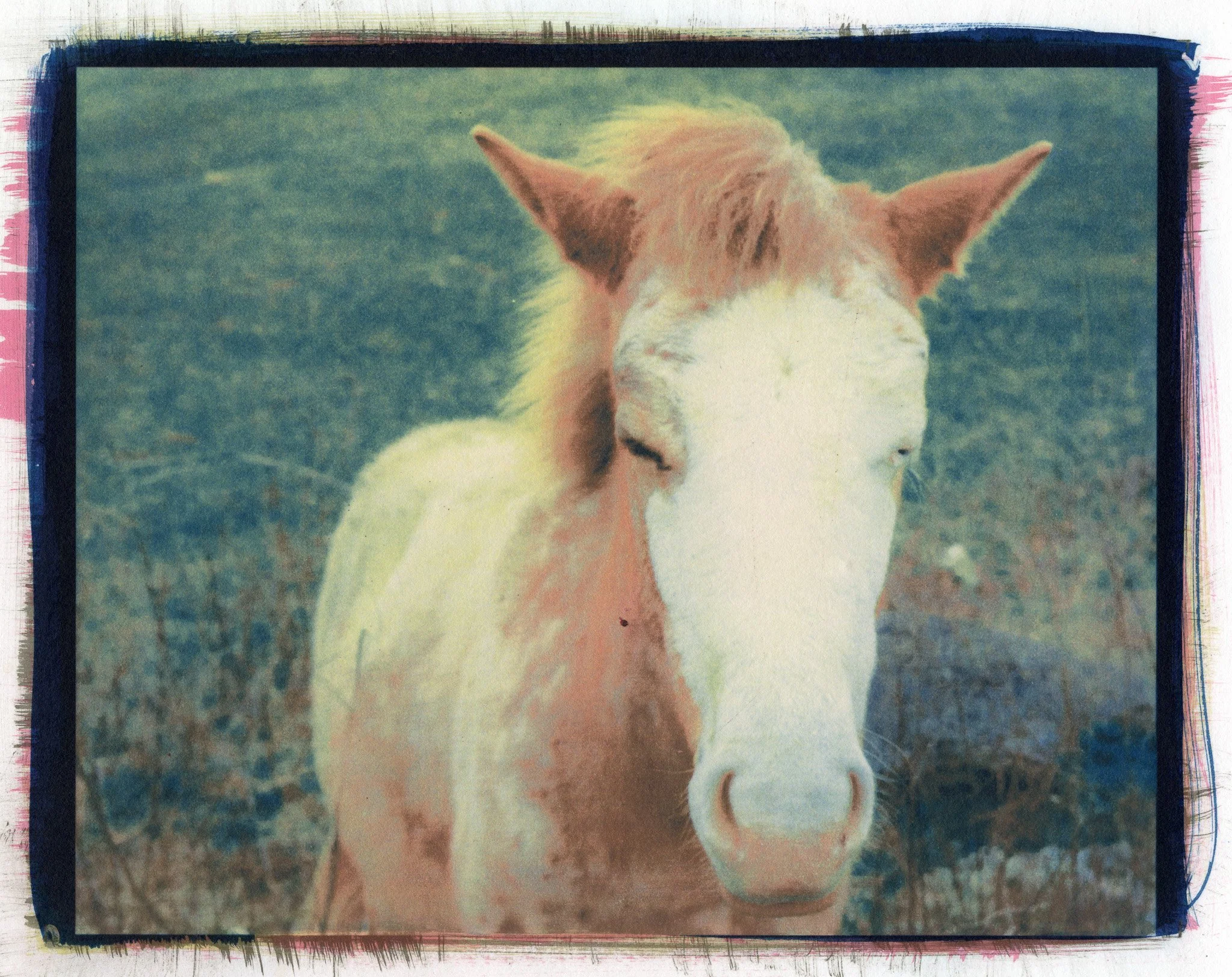 Carey Neal Gough, Strawberry Shortcake, 2025. Gum bichromate print, 14 x 11 inches.