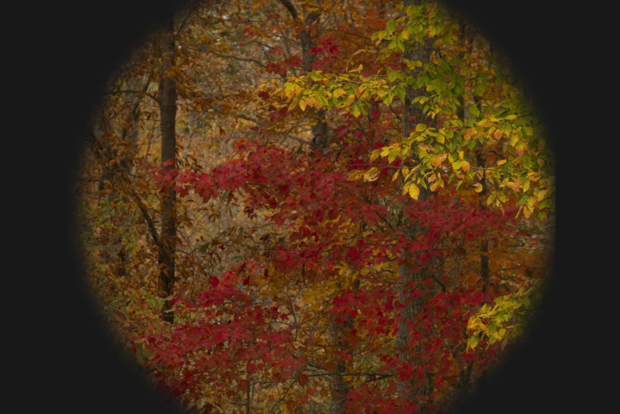 Dobree Adams, WOODLAND REDS, 2022, Archival inkjet print 24 x 20 inches