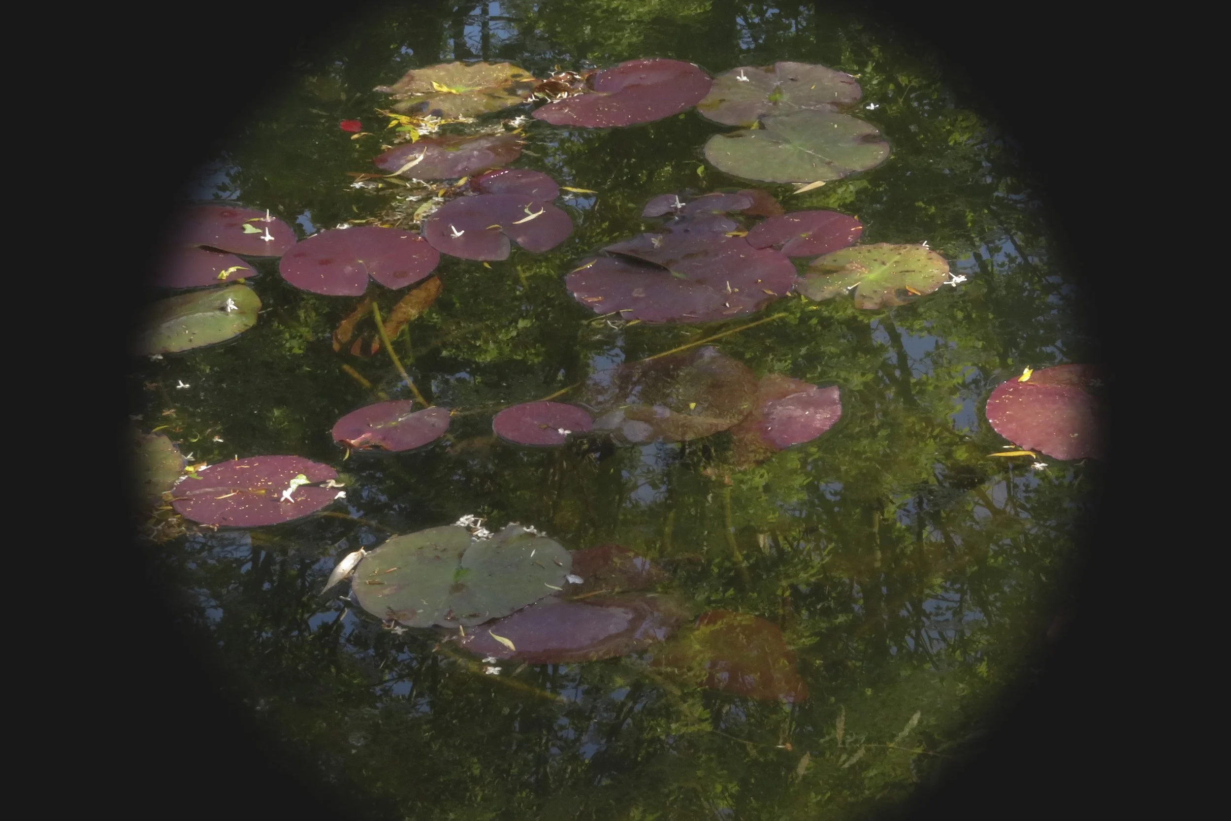 Dobree Adams, MONET’S WATER LILLIES III, 2024, Archival inkjet print, 32 x 24 inches