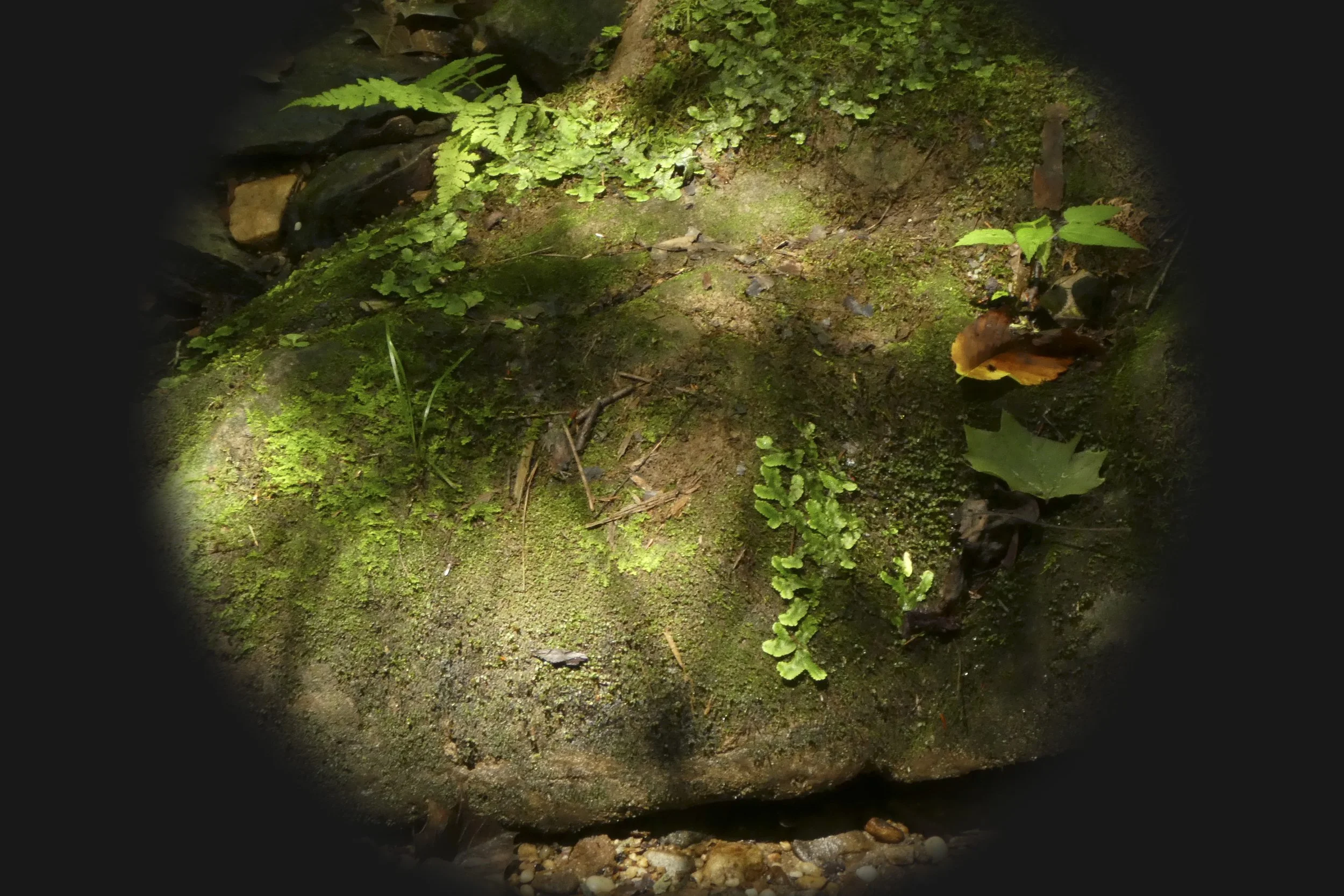 Dobree Adams, ESSENCE OF RED RIVER GORGE, 2016, Archival inkjet print, 24 x 20 inches