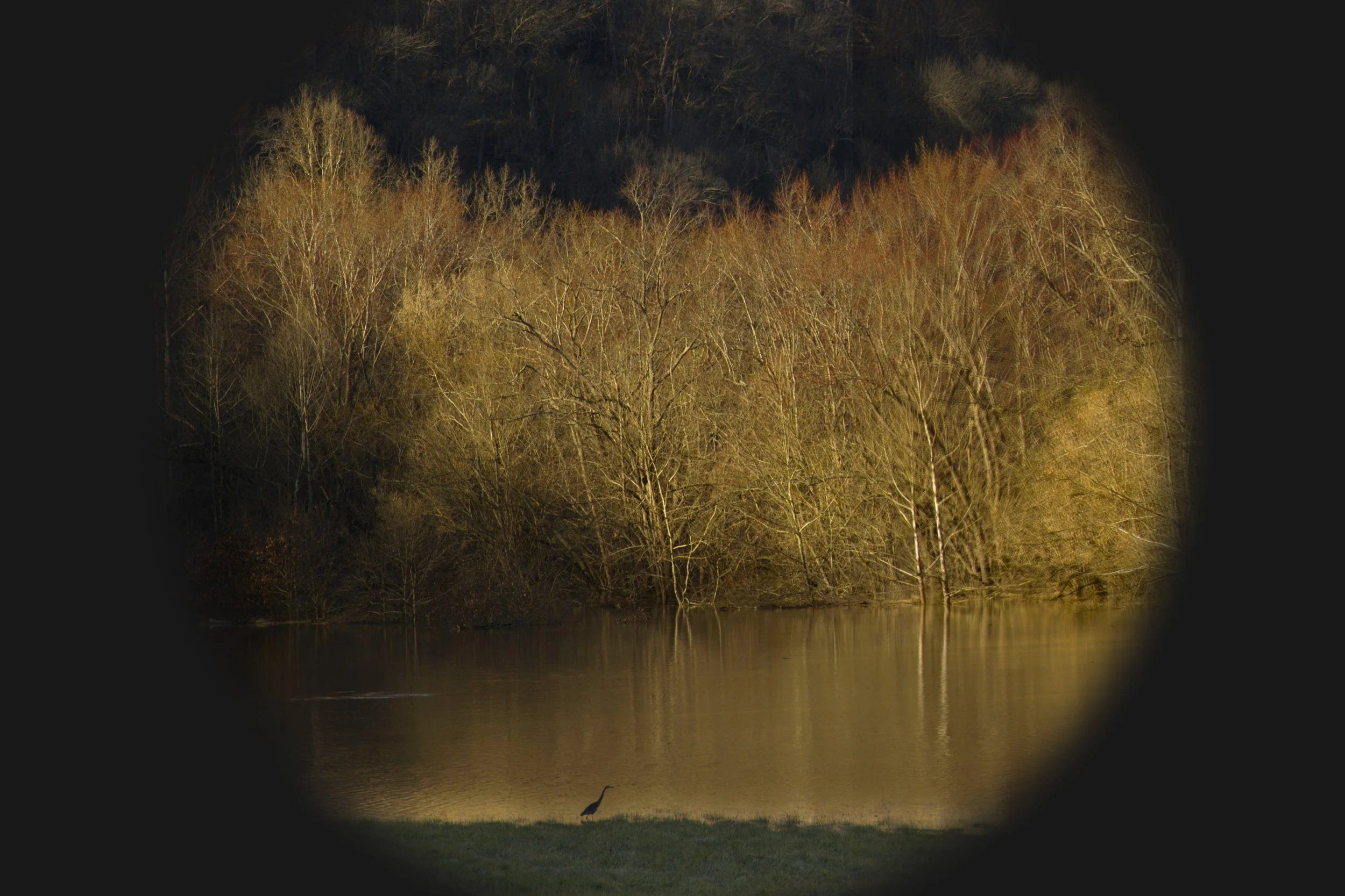 Dobree Adams, DANCING HERON & CREEPING WATER, 2021, Archival inkjet print, 24 x 20 inches