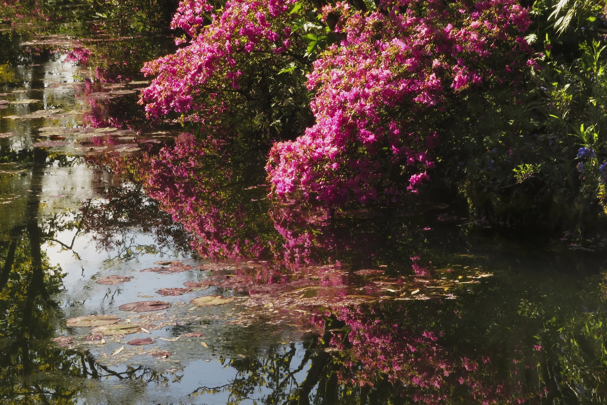 Dobree Adams, MONET’S WATER LILIES I, 2024. Archival inkjet print, 32 x 24 inches.