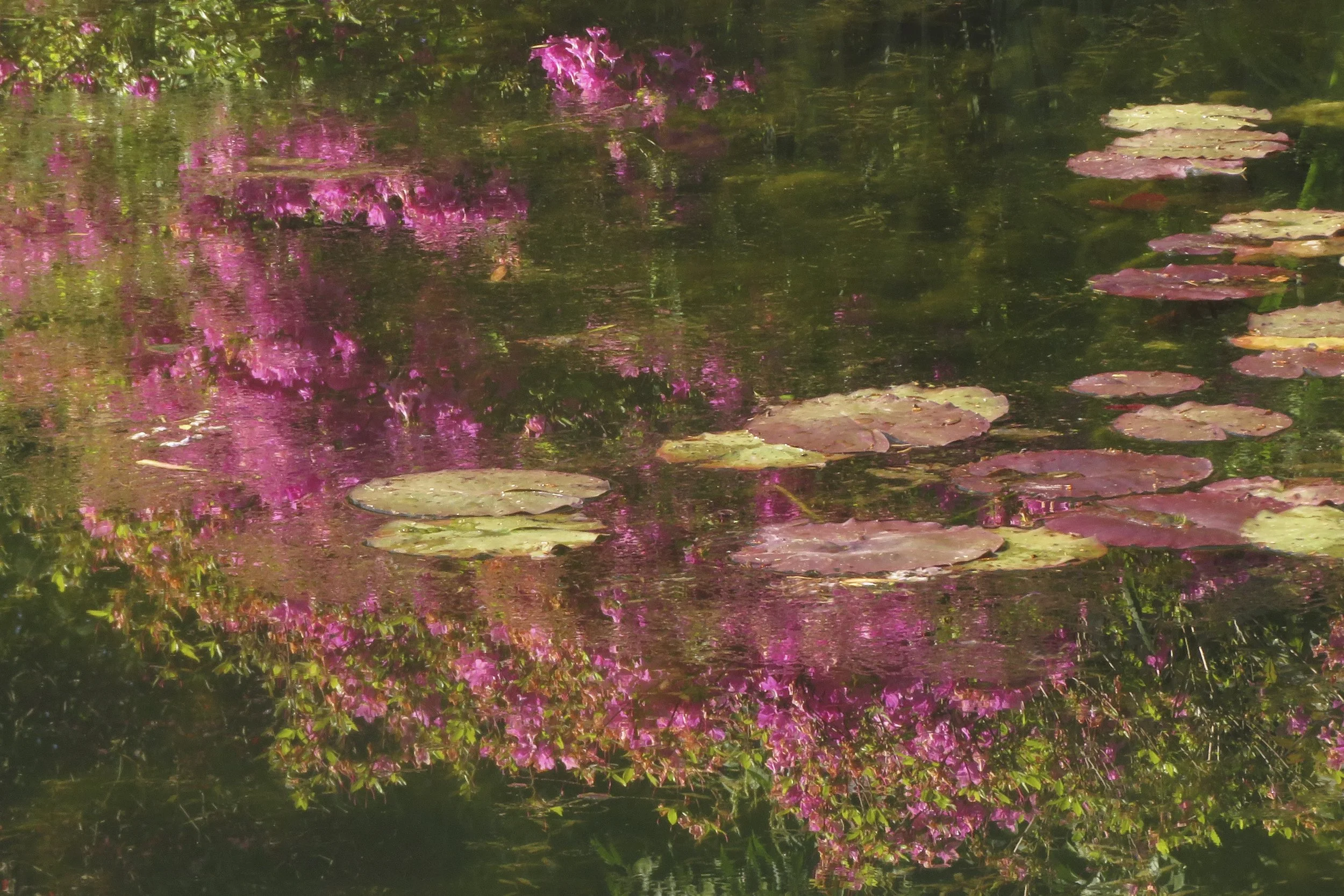 Dobree Adams, MONET’S WATER LILLIES III, 2024. Archival inkjet print, 32 x 24 inches.