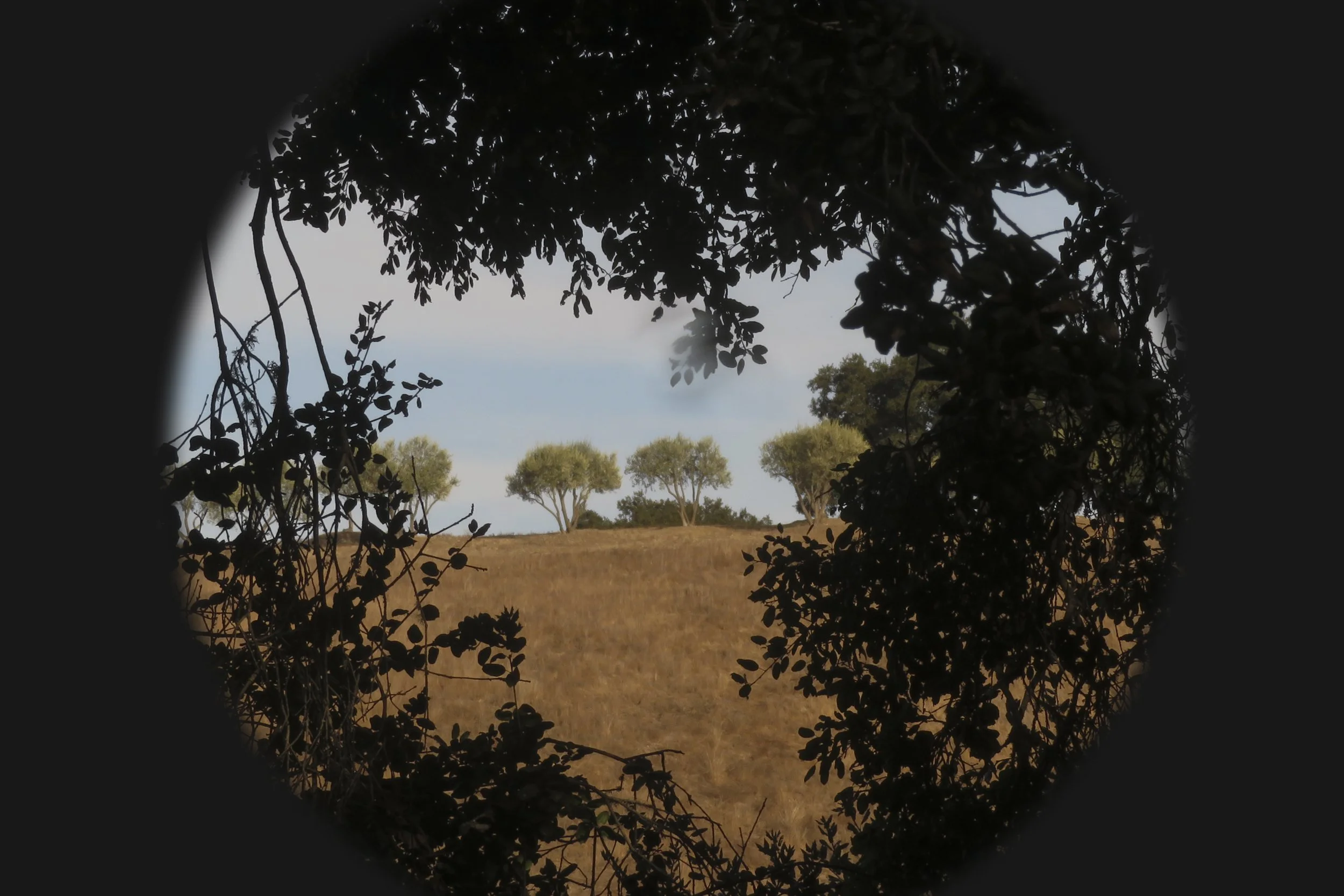 Dobree Adams, SANTA YNEZ CANYON, 2024. Archival inkjet print, 24 x 20 inches.