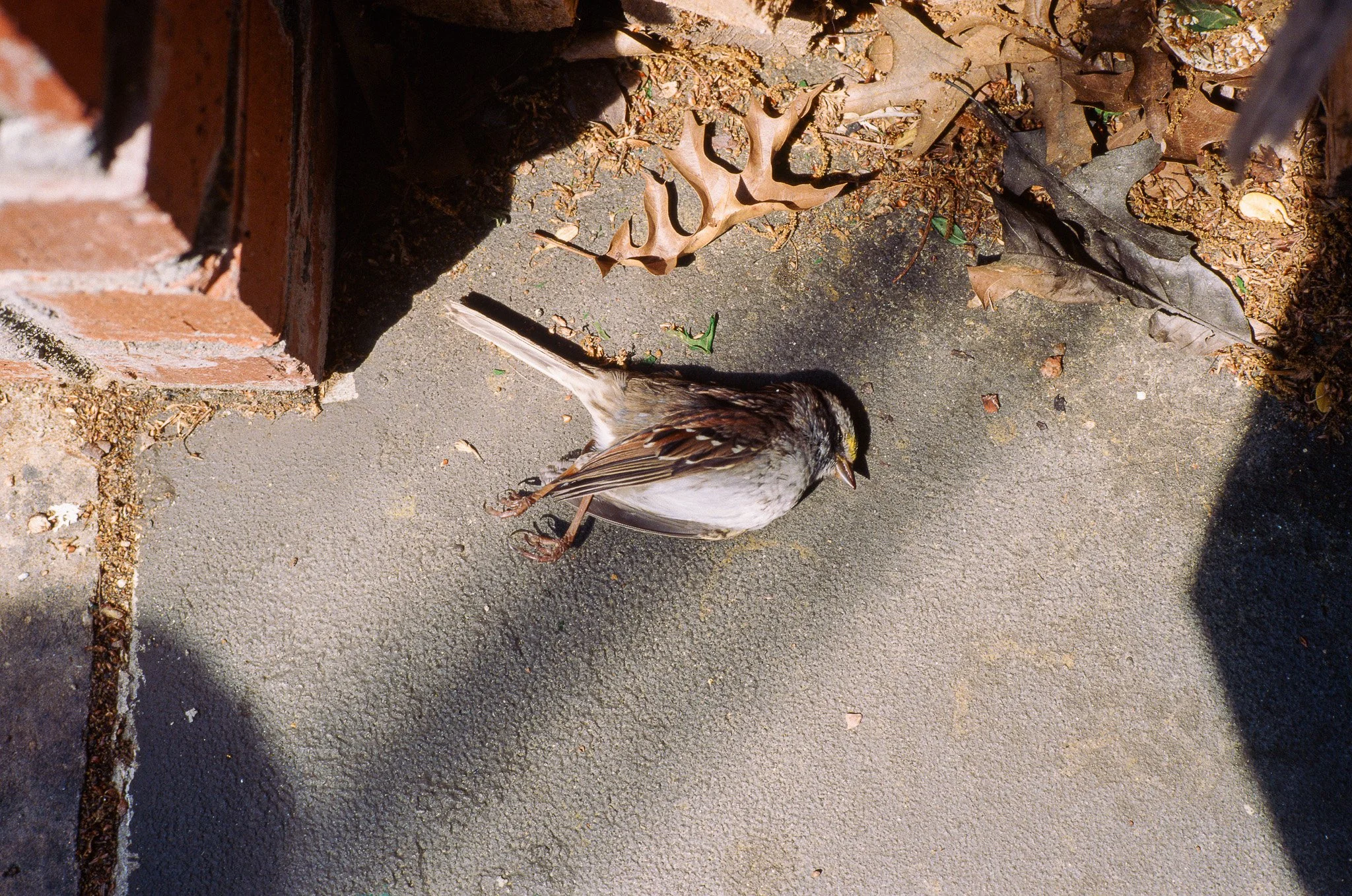 Casey Joiner, The Plain Sense of Things, 2024, archival pigment print, 36 x 24 inches