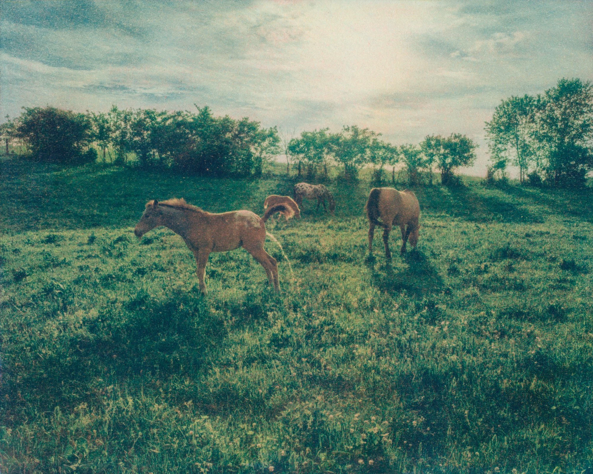 Carey Neal Gough, Pissing in the Sun, 2026. Gum Bichromate Print, 8 x 10 inches.