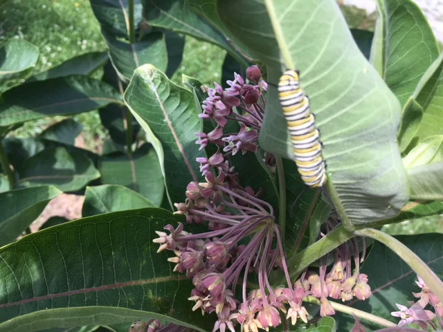 caterpillar.JPG