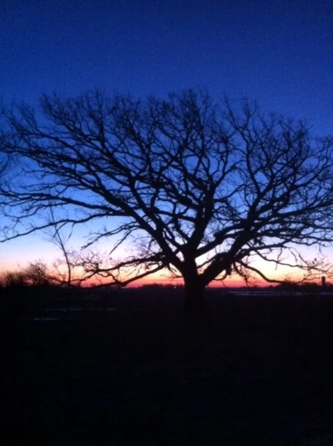 oak tree.JPG