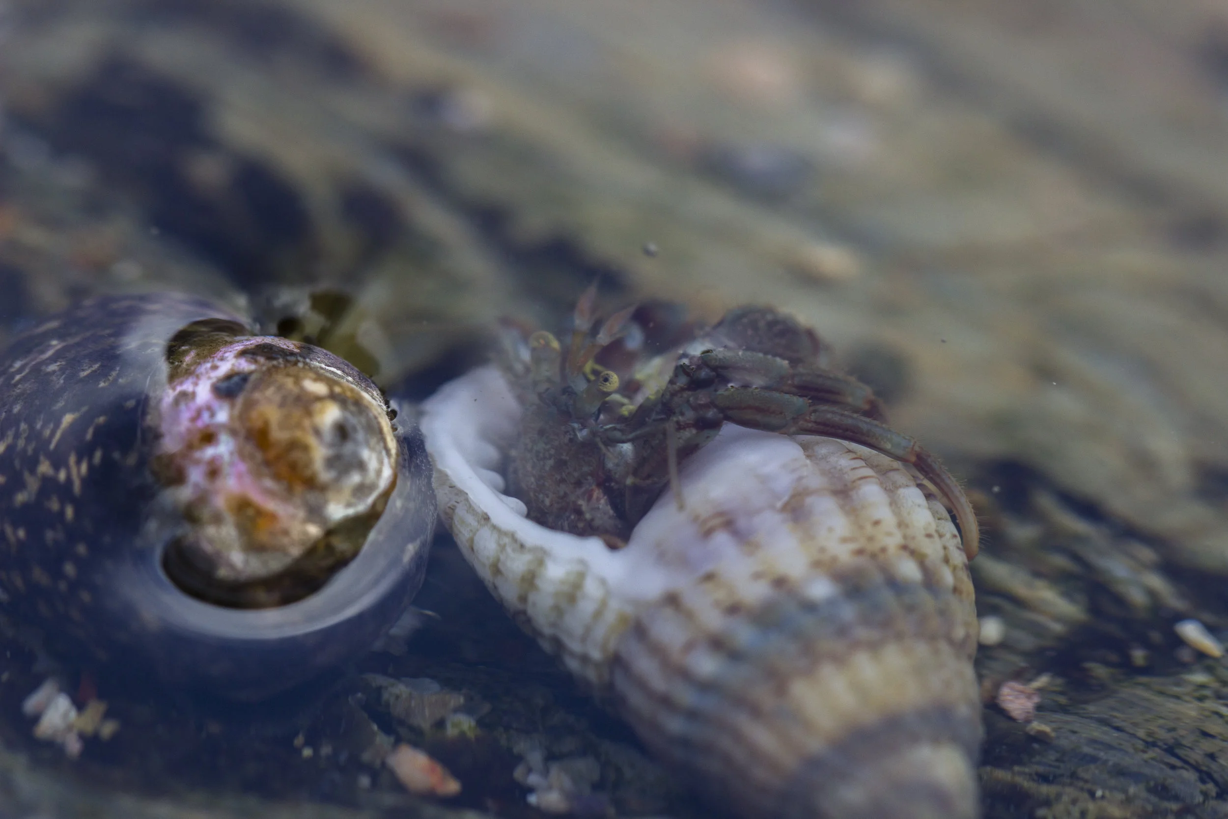 Hermit Crab - Gylly Beach