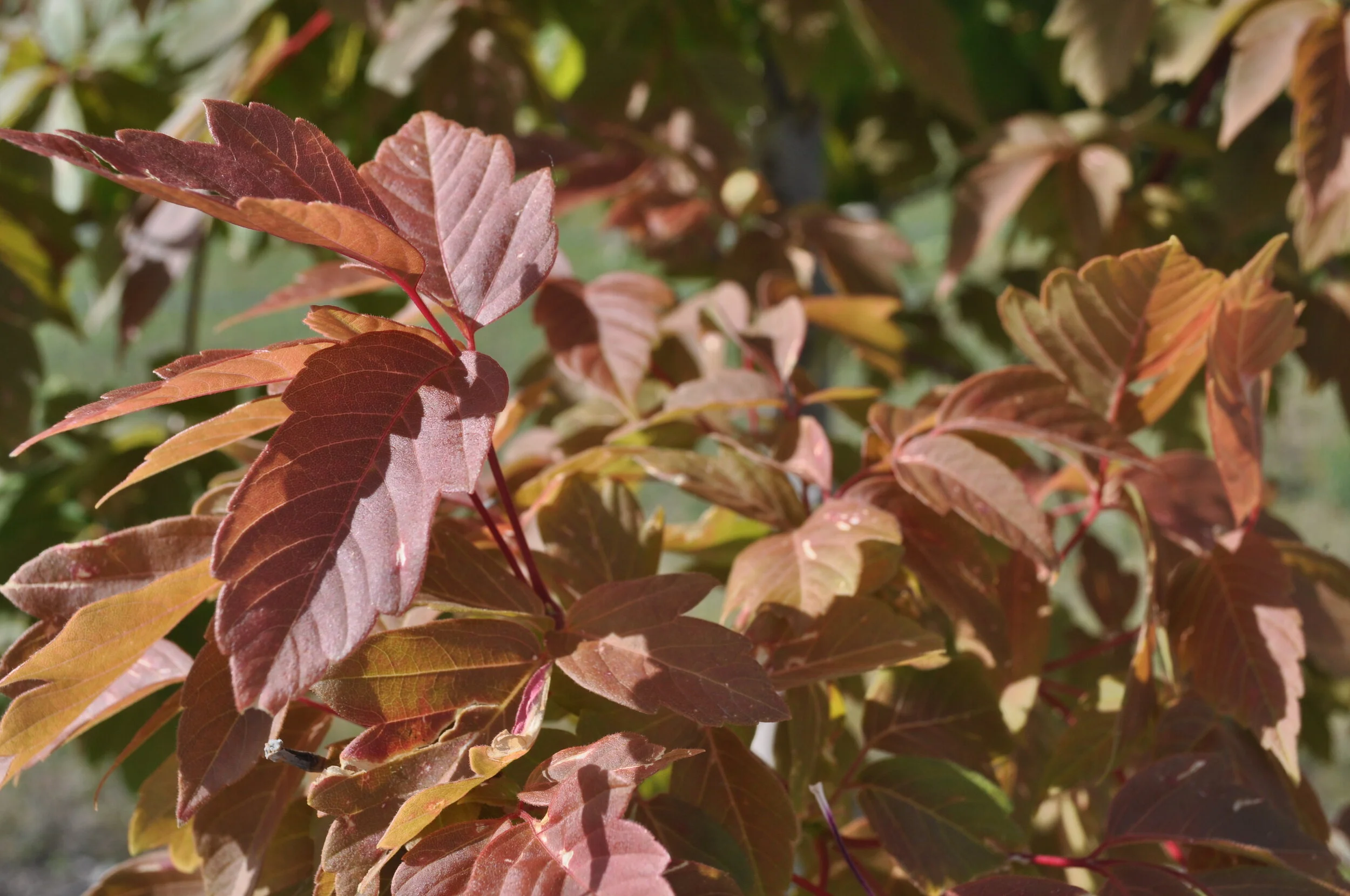 Boxelder, Sensation — COLORADO TREE COALITION