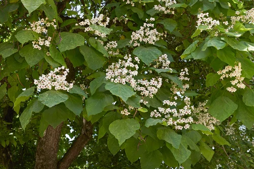 Catalpa, Western — COLORADO TREE COALITION