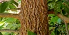 Hackberry, Common — COLORADO TREE COALITION
