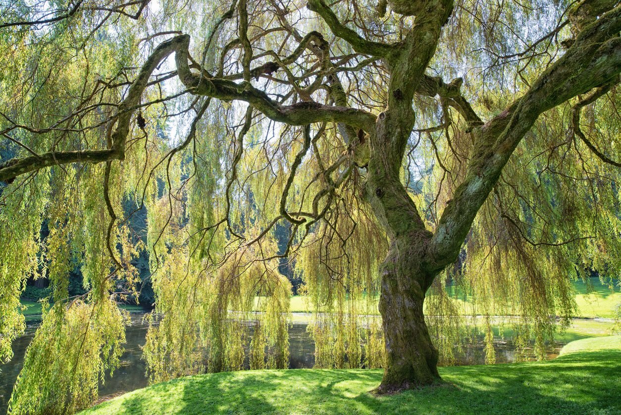 Willow, Weeping — COLORADO TREE COALITION