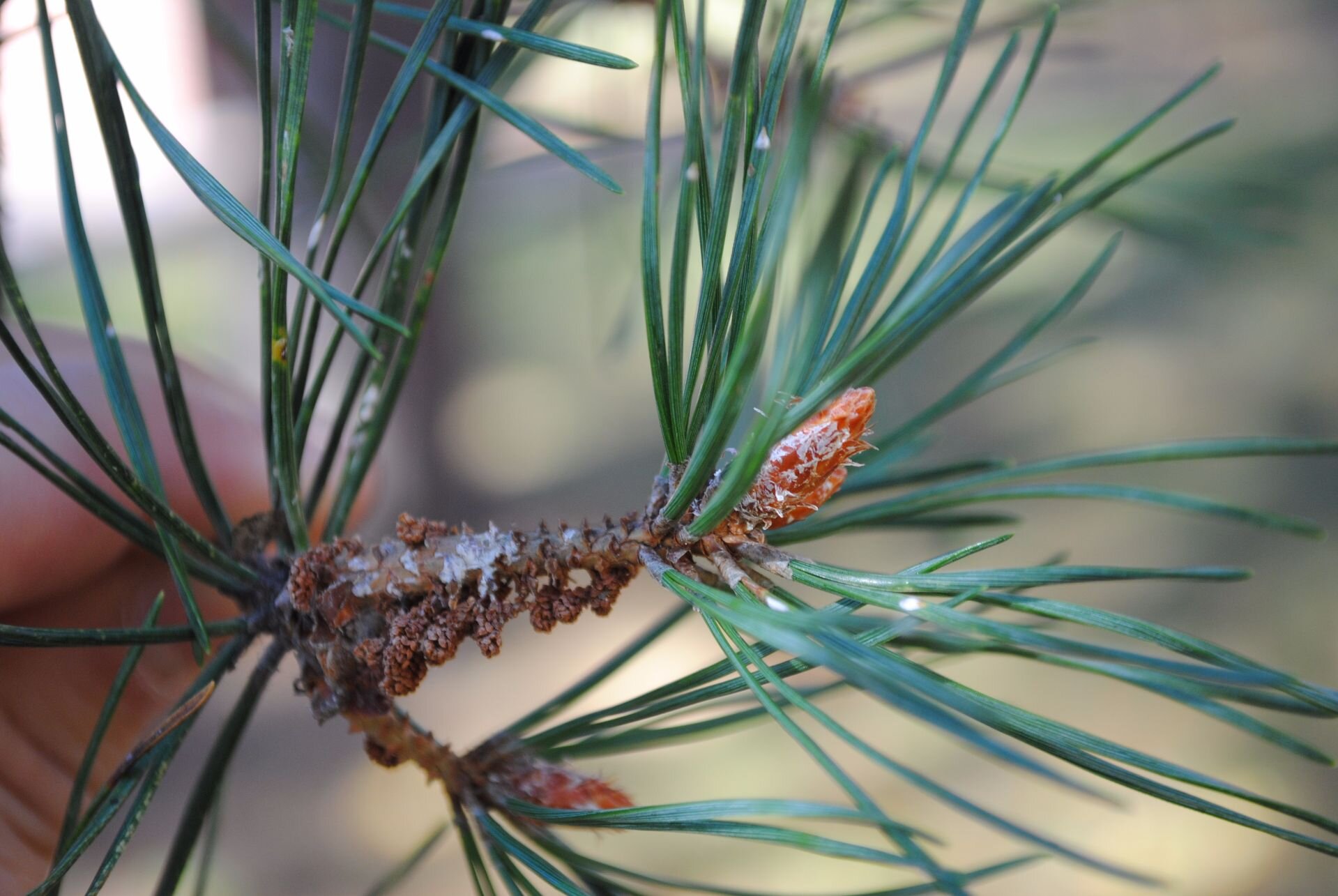 Болезни хвойных. Pinus Sylvestris l. Сосна обыкновенная Pinus Sylvestris l. Шютте Pinus Sylvestris. Сосновый вертун сосны обыкновенной.