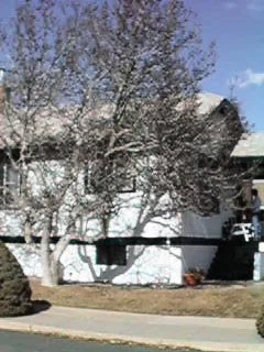 magnolia (Magnolia x)