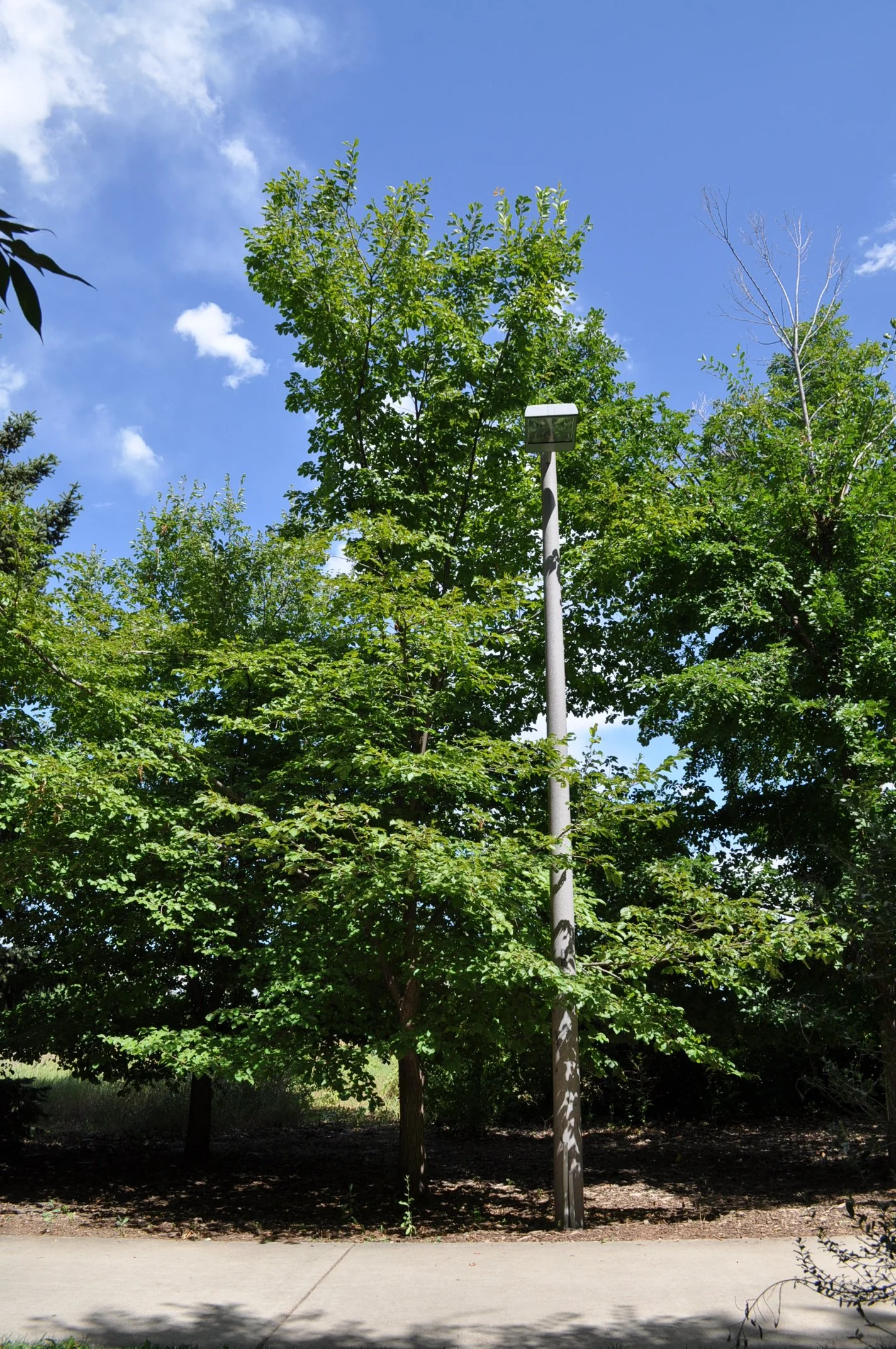 David elm (Ulmus davidiana)