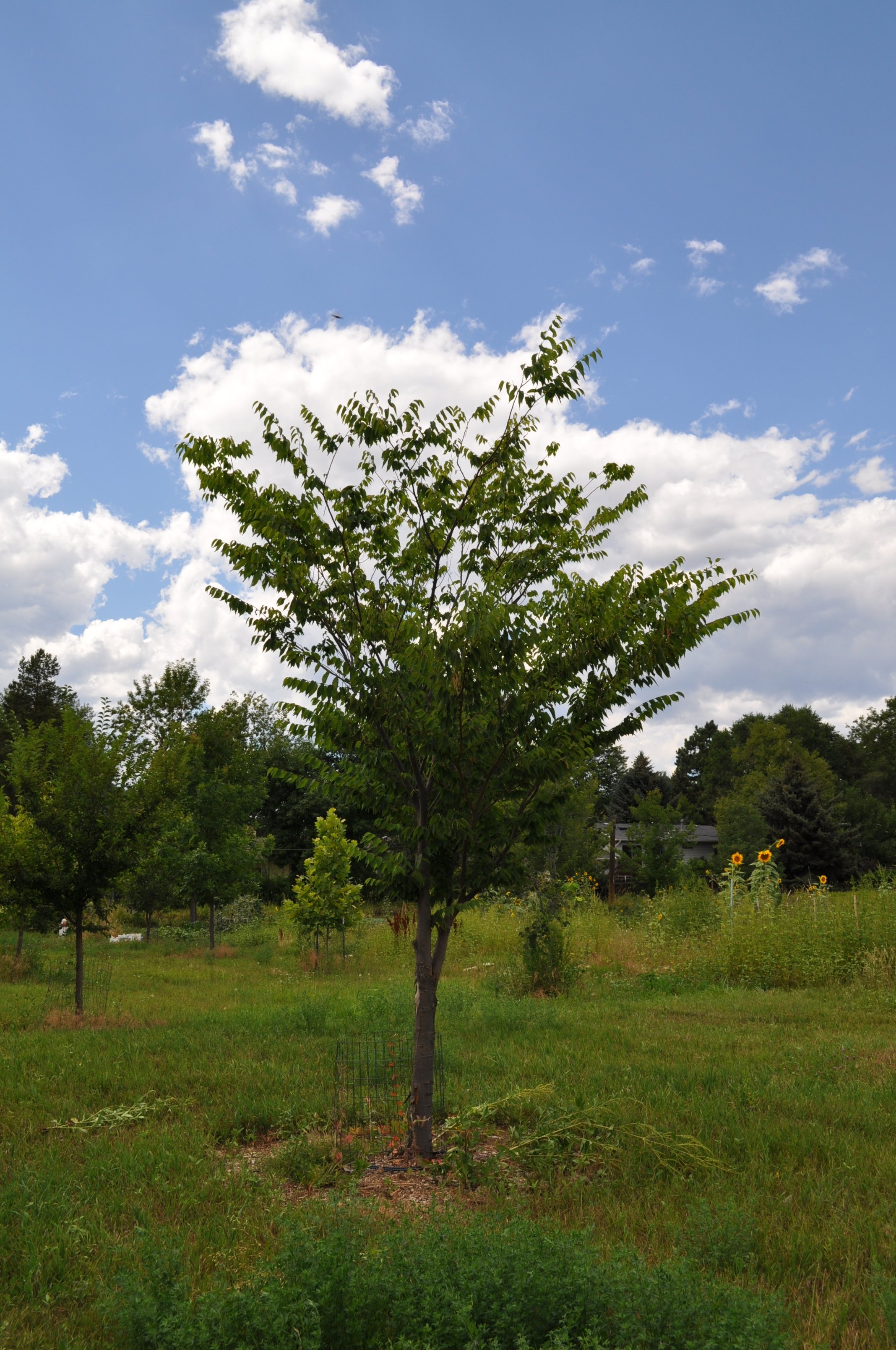 Japanese zelkova (Zelkova serratta)
