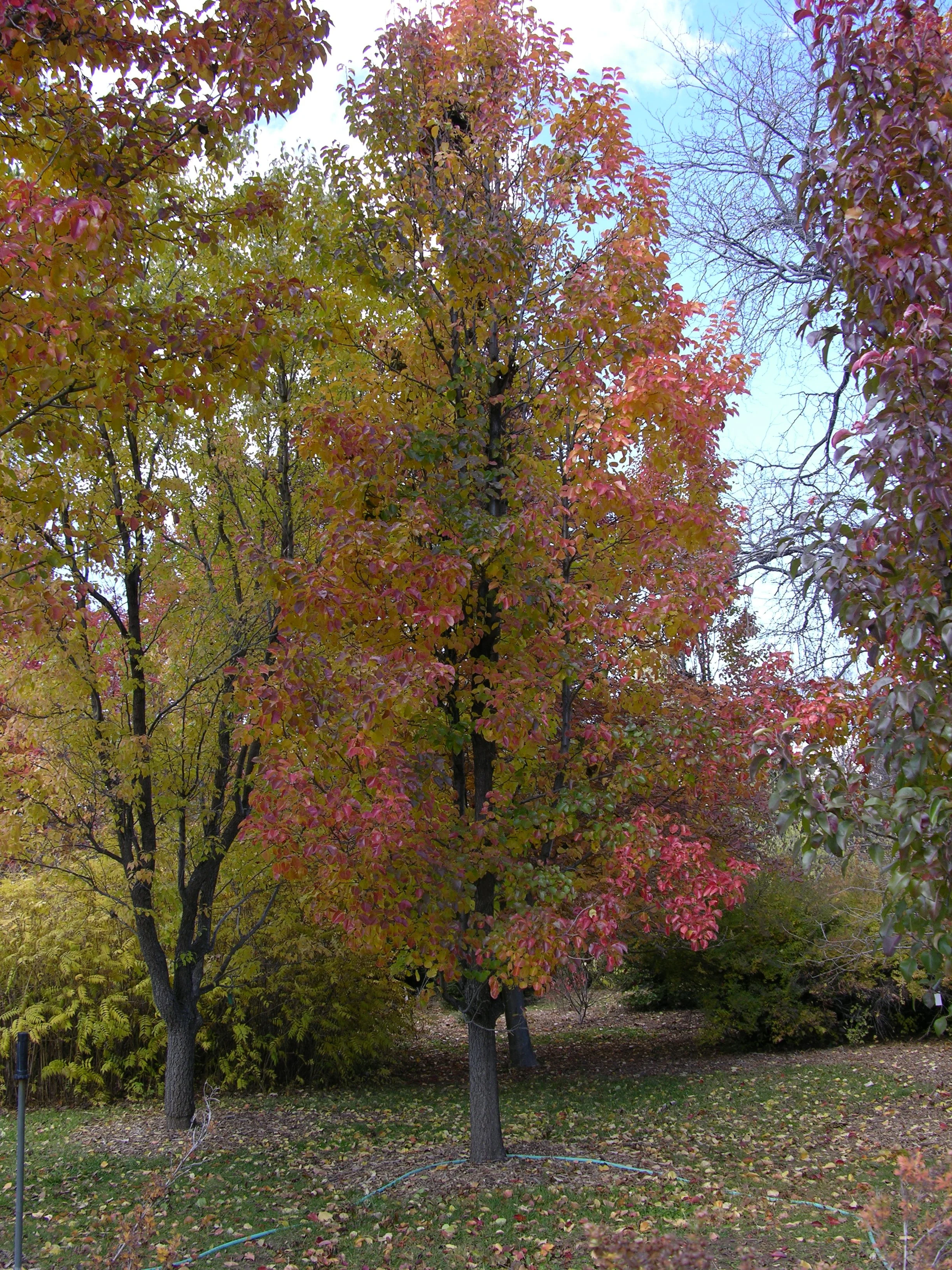 Callery pear (Pyrus calleryana)