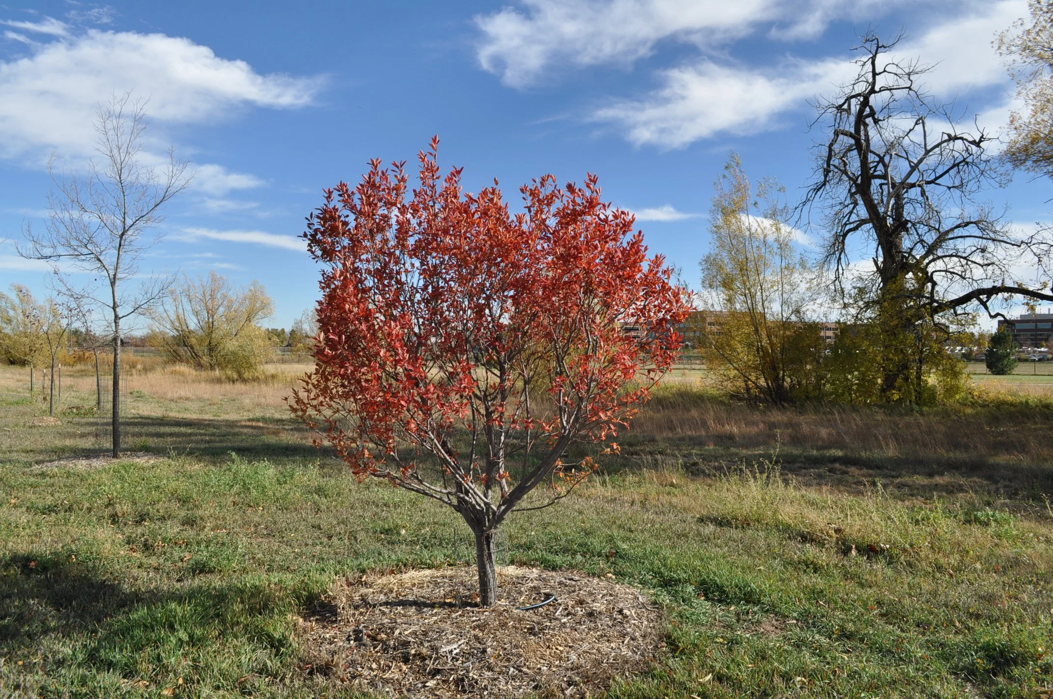 shadblow serviceberry (Amelanchier canadensis)