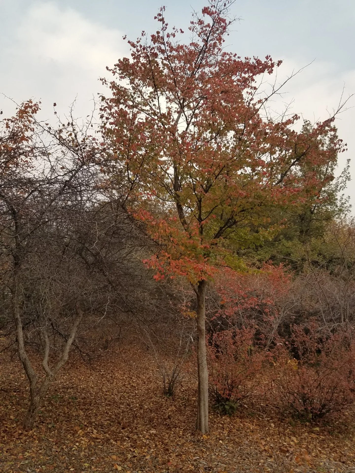 Washington hawthorn (Crataegus phaenopyrum)