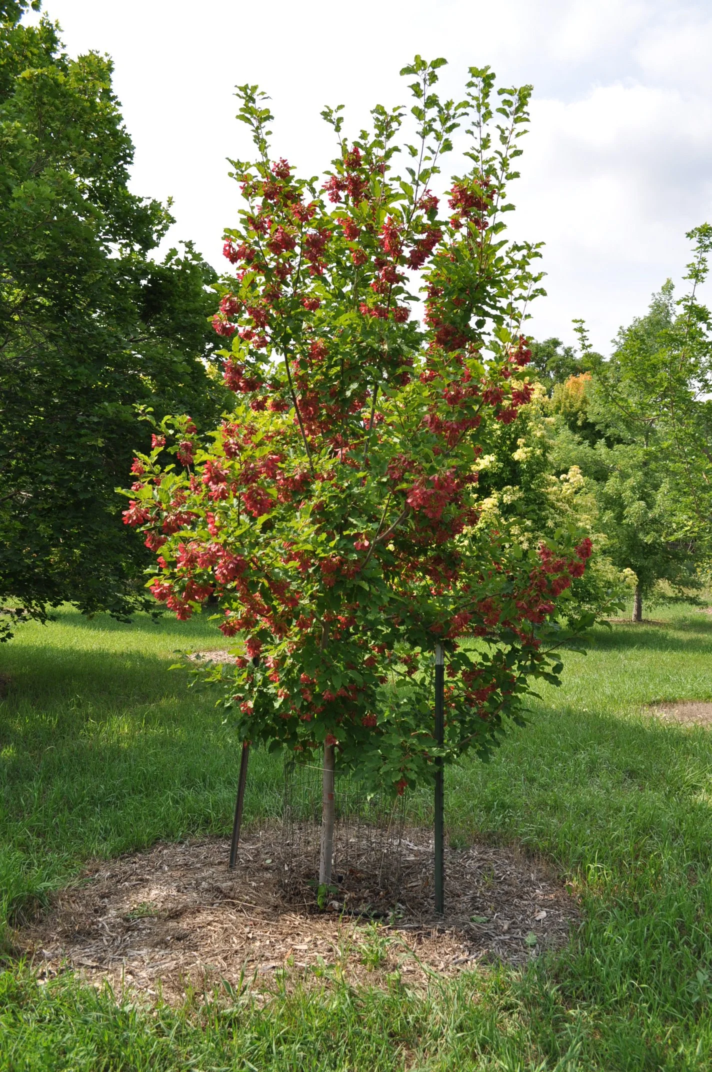 Tatarian maple (Acer tataricum)