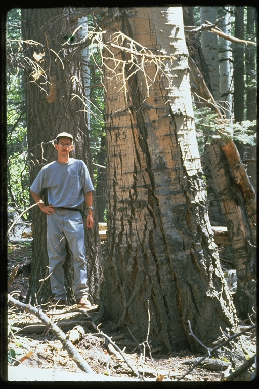 quaking aspen (Populus tremuloides)