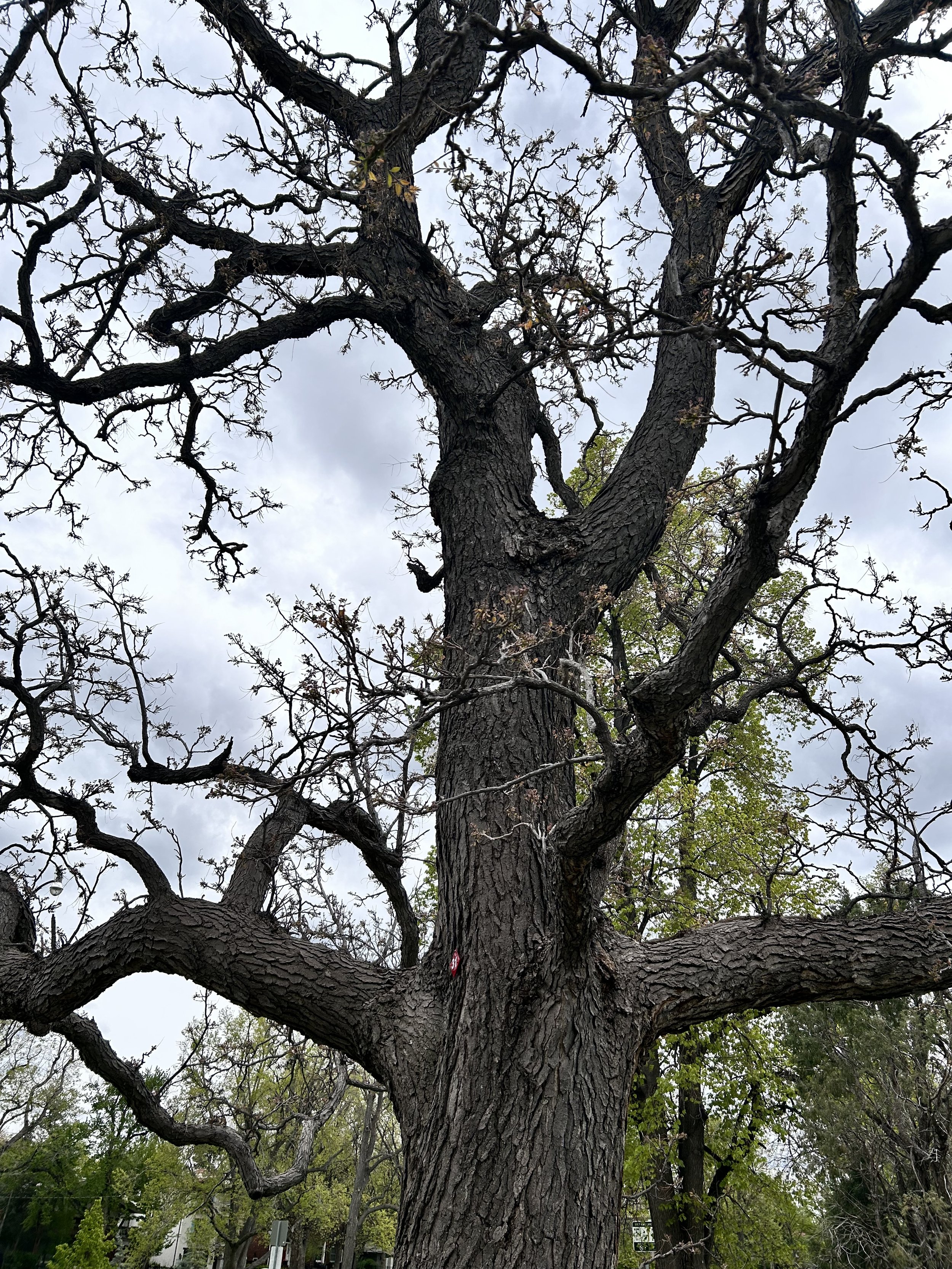 Kentucky coffeetree (Gymnocladus dioicus)