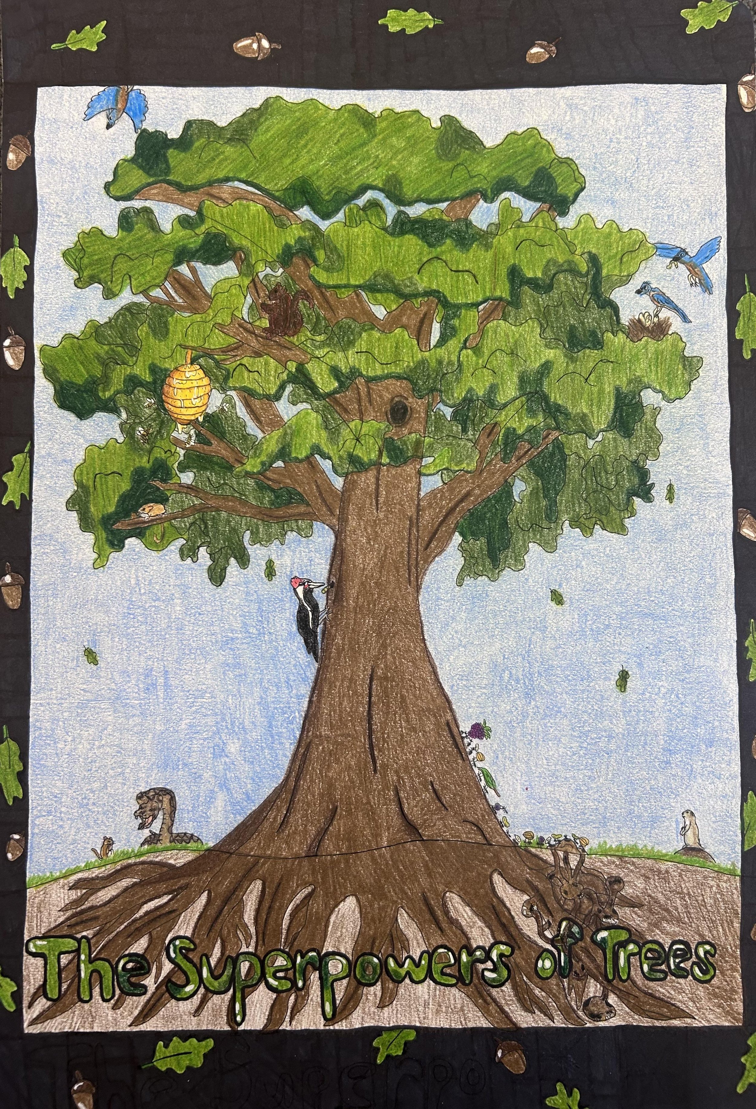 3rd Place, Hudson B., Renaissance Elementary, Castle Rock