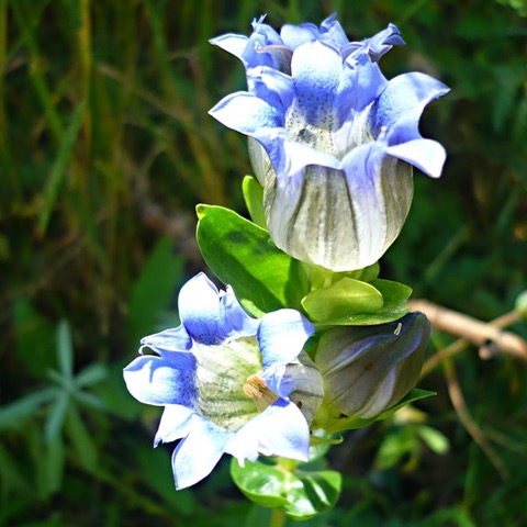 Gentian.jpeg