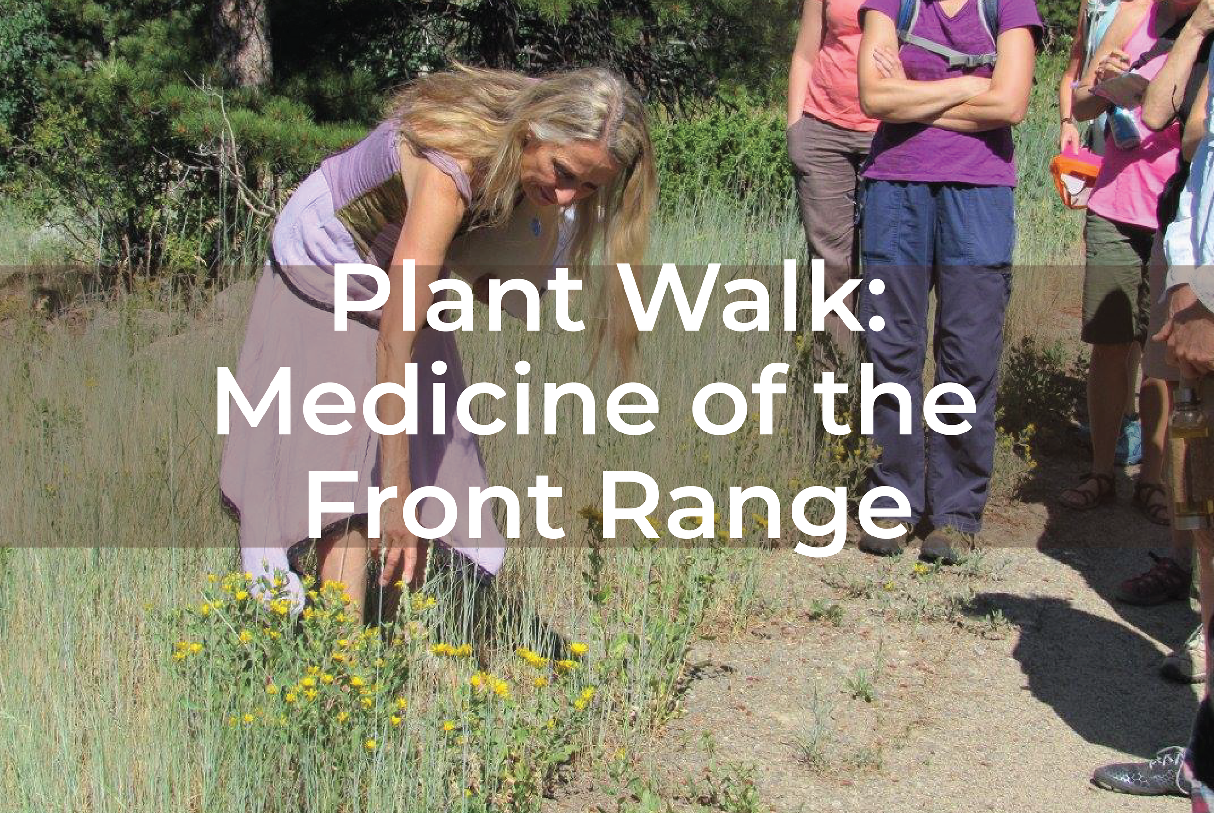 Sunday 10am Plant Walk: Medicine of the Front Range with Brigitte Mars