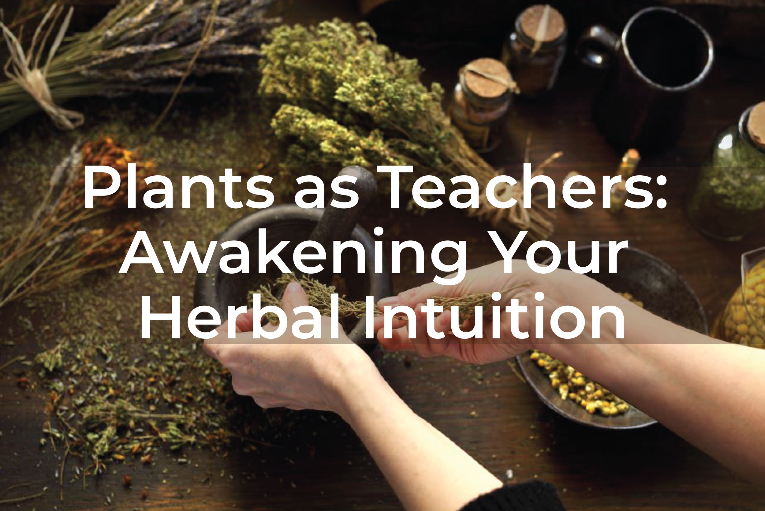 plants as teachers.png